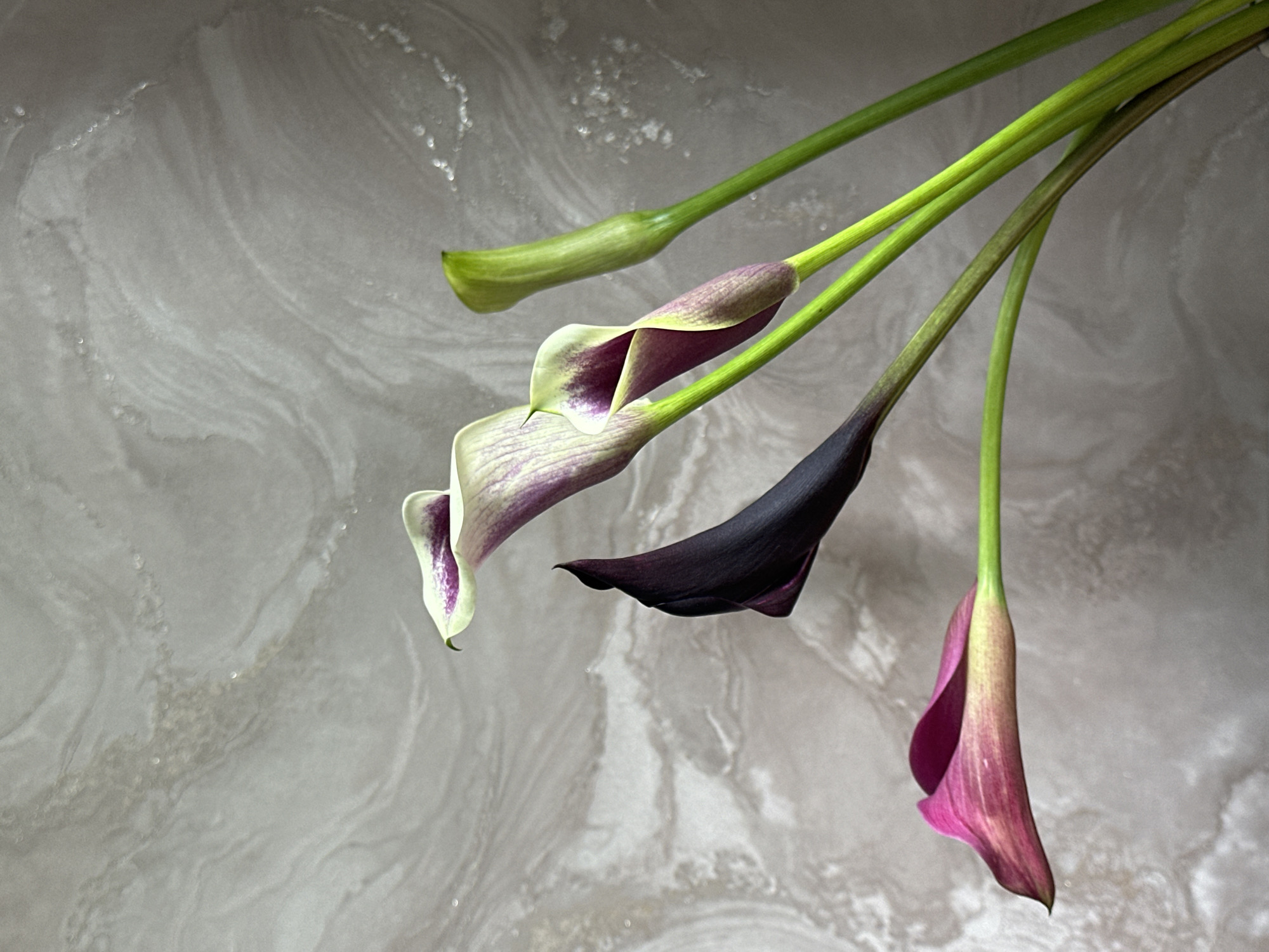 Four calla lilies are arranged against a textured, pale gray background with marbled white swirls. From bottom left to top right, the lilies are colored: a deep magenta that fades to yellow at the base, a very dark purple, a pale purple with green streaks and white edges, and a green bud. The stems are all green and angled. The arrangement is not in a vase, implying it is either a loose bouquet or a still life setup. The lighting is soft and diffused, casting subtle shadows. The location is not specified and is irrelevant to the visual description.