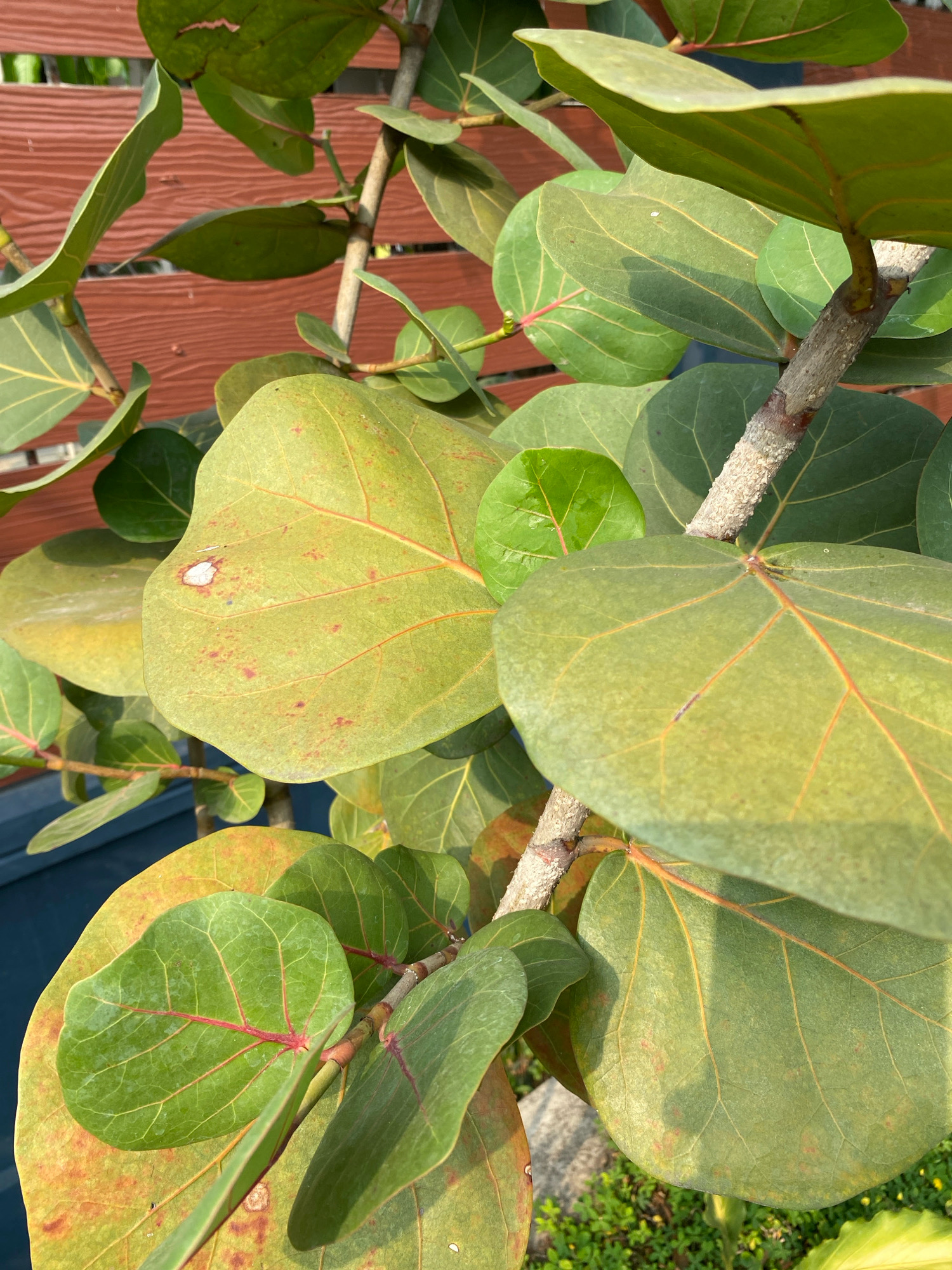 The image shows a close-up of a plant with large, round, green leaves with prominent reddish-brown veins. The leaves have a slightly leathery texture and some appear to be older, with yellowing edges and small brown spots. The plant's stem is woody and has a rough, textured surface. In the background, there is a blurred wooden fence with horizontal planks, painted in a reddish-brown color. Below the fence, a dark blue surface is visible, possibly a wall or railing. To the right of the plant, there is a patch of green ground cover with small yellow flowers and some gray rocks. The lighting suggests it is daytime, with sunlight casting shadows and highlighting the texture of the leaves and stem. The image does not provide any visual cues to suggest it is located in Bandung City, Indonesia.