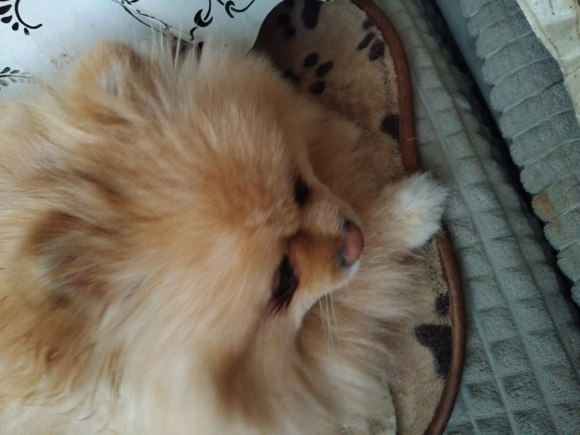 A Pomeranian dog with light brown fur is resting on a tan and brown mat with a paw print pattern. The dog is facing down, with its head tilted. The mat is placed on top of a grey, textured surface. The background includes a white surface with black floral designs and a dark grey textured surface. The lighting is dim. The image was taken in Apriltsi, Bulgaria.