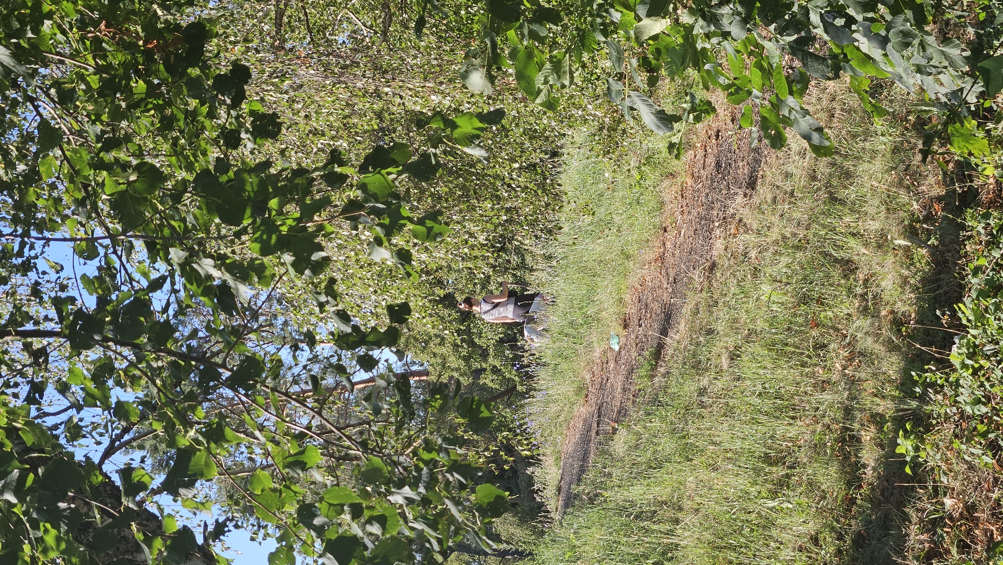 A person with dark hair tied up is walking their dog on a dirt path in a park on a sunny day. The person is wearing a striped shirt and dark pants, and the dog appears to be a white and brown canine. The path is surrounded by lush green grass and trees, with some leaves visible in the foreground. A crumpled green plastic bag is lying on the side of the path. The scene is set in a natural environment, likely within the city of Prešov, Slovakia, suggesting a leisurely outdoor activity.