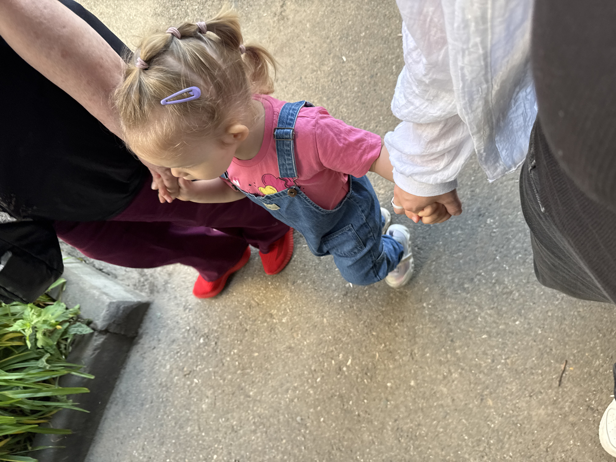 A high-angle, medium shot captures three people walking on a paved surface, possibly a sidewalk or park path, in Mikhaylovsk, Russia. The central subject is a young child, likely a toddler, wearing blue denim overalls over a pink t-shirt. The child's blonde hair is styled in pigtails secured with pink hair ties, and a light purple barrette is visible near the front. The child is looking down and to the right.
The child is holding hands with two adults. To the right, an adult's hand, wearing two rings on their left hand, is holding the child's right hand. This adult is wearing a white, crinkled long-sleeved shirt. To the left, another adult's hand is holding the child's left hand. This adult is wearing a dark top and burgundy pants. Their feet are visible, with one red shoe on the left and the other shoe obscured. The child is wearing white sneakers.
The background consists of a grey, asphalt-like ground with scattered small white particles. To the left of the frame, a concrete curb is visible, with lush green plants growing beside it, suggesting an outdoor setting. The lighting indicates it is daytime, with no specific weather conditions discernible. The overall scene depicts a family outing, possibly a walk. No visible text is present in the image.