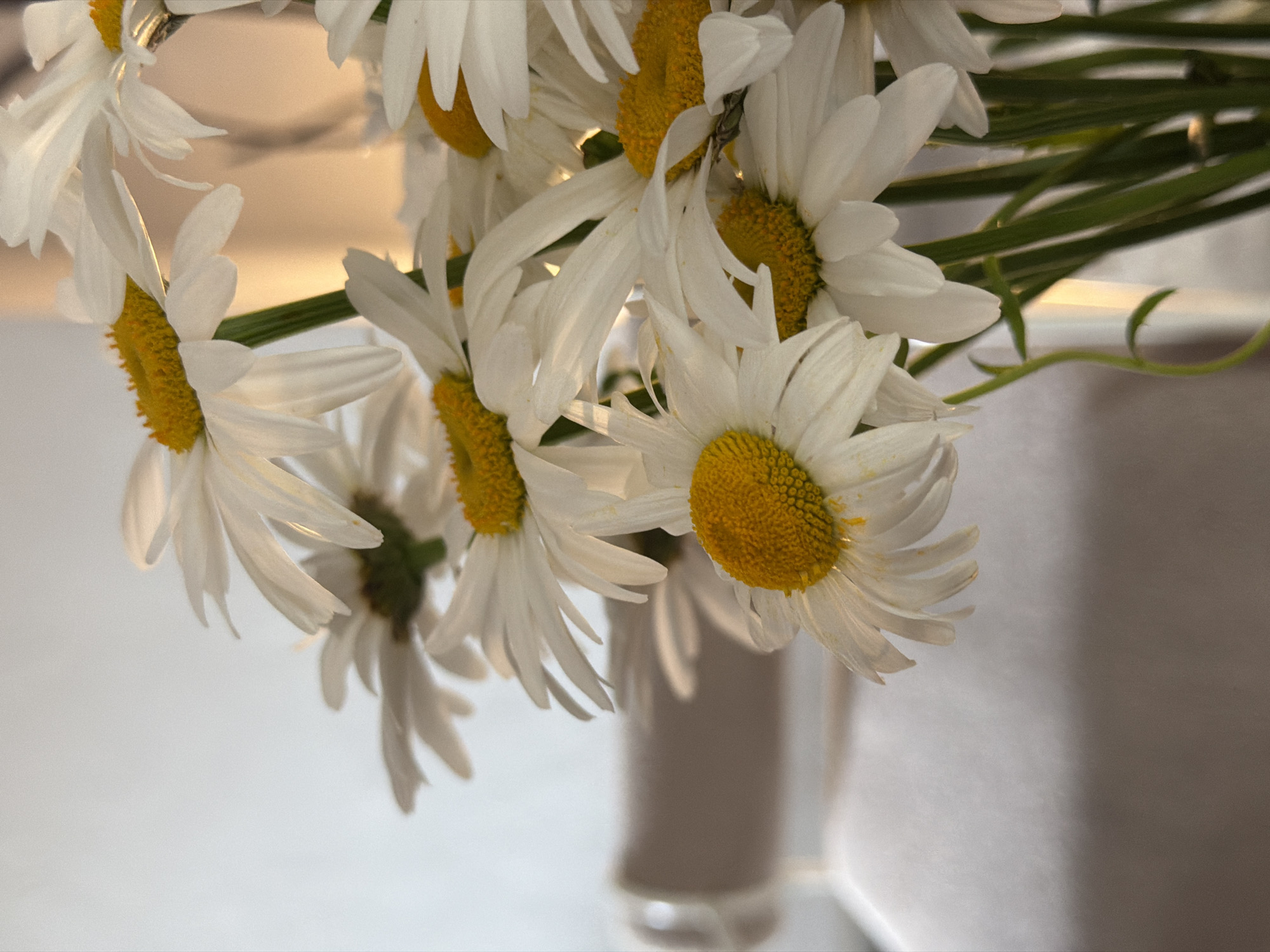 A close-up, low-angle shot of a bouquet of white daisies with yellow centers, arranged in a vase. The flowers are in focus, with their white petals and vibrant yellow centers clearly visible. The background is softly blurred, with hints of light and shadow suggesting an indoor setting. The stems are green and some delicate vines are visible. The lighting is warm and diffused, creating a soft glow on the petals. The overall impression is one of natural beauty and simplicity.