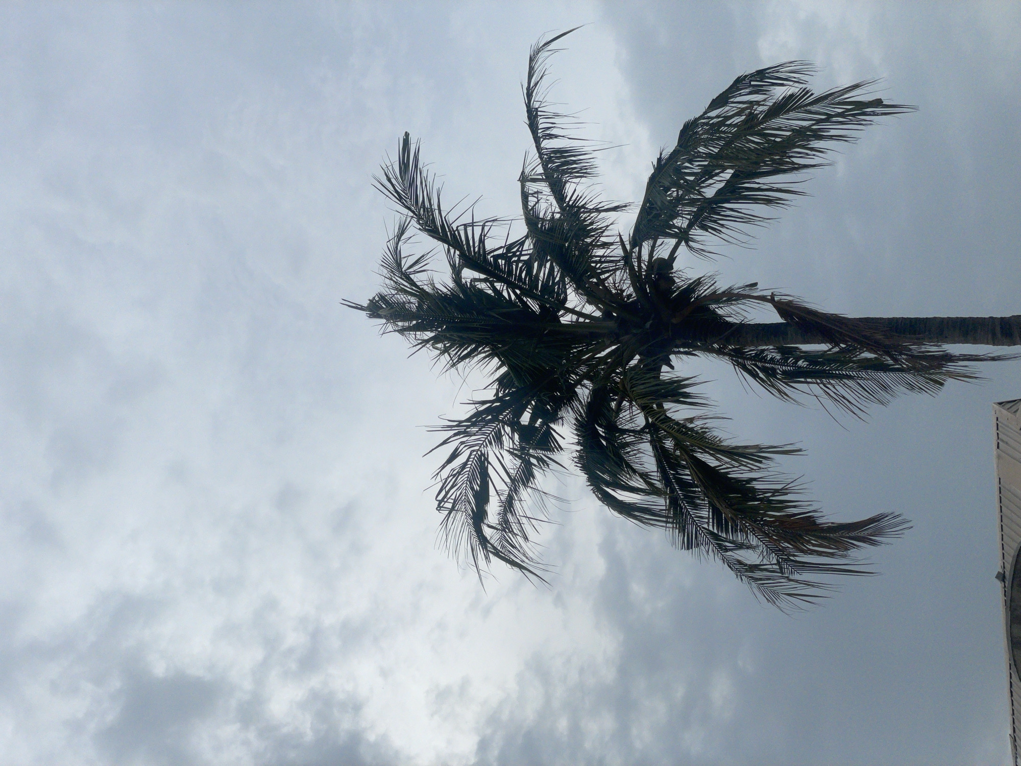An eye-level, oblique shot captures a coconut palm tree in Ado, Nigeria against a cloudy, overcast sky. The palm's fronds are wind-swept, and the tree trunk is partially visible extending from the lower right. The sky is a uniform gray, suggesting low light or an approaching storm. A portion of a building is barely visible in the lower right corner. There are no people visible.