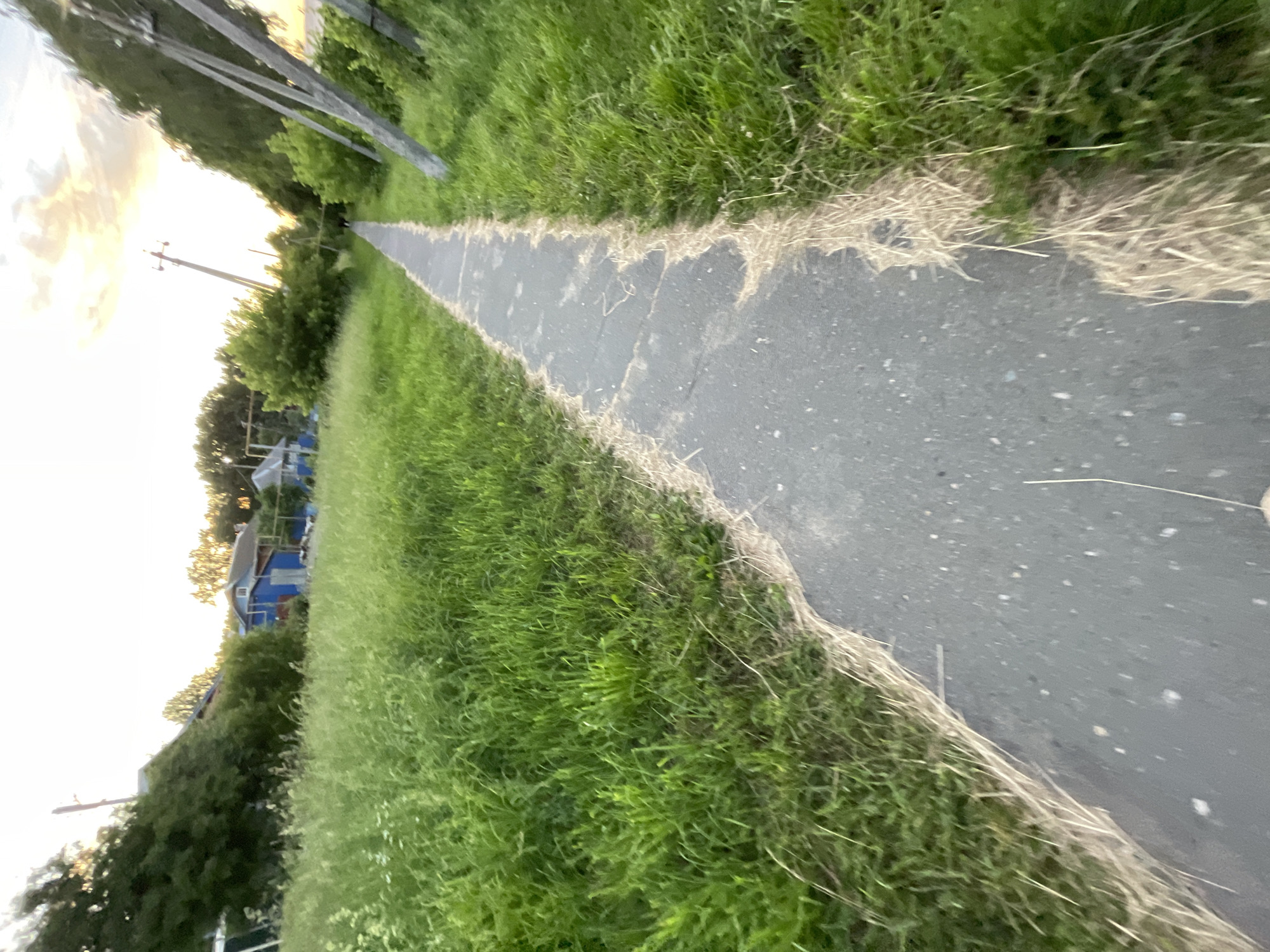 The image shows a paved walkway in a rural or suburban area, likely on the outskirts of Krasnye Baki, Russia, given the context. The walkway is bordered on both sides by tall, lush green grass, with some dry straw along the edges. In the background, several blue houses are visible, surrounded by trees. The sky is a light yellow and orange, suggesting either sunrise or sunset. There are power poles with wires visible on the right side of the image, and some trees on the left. The perspective is from a low angle, as if the photo was taken while walking along the path. There are no visible people in the foreground.