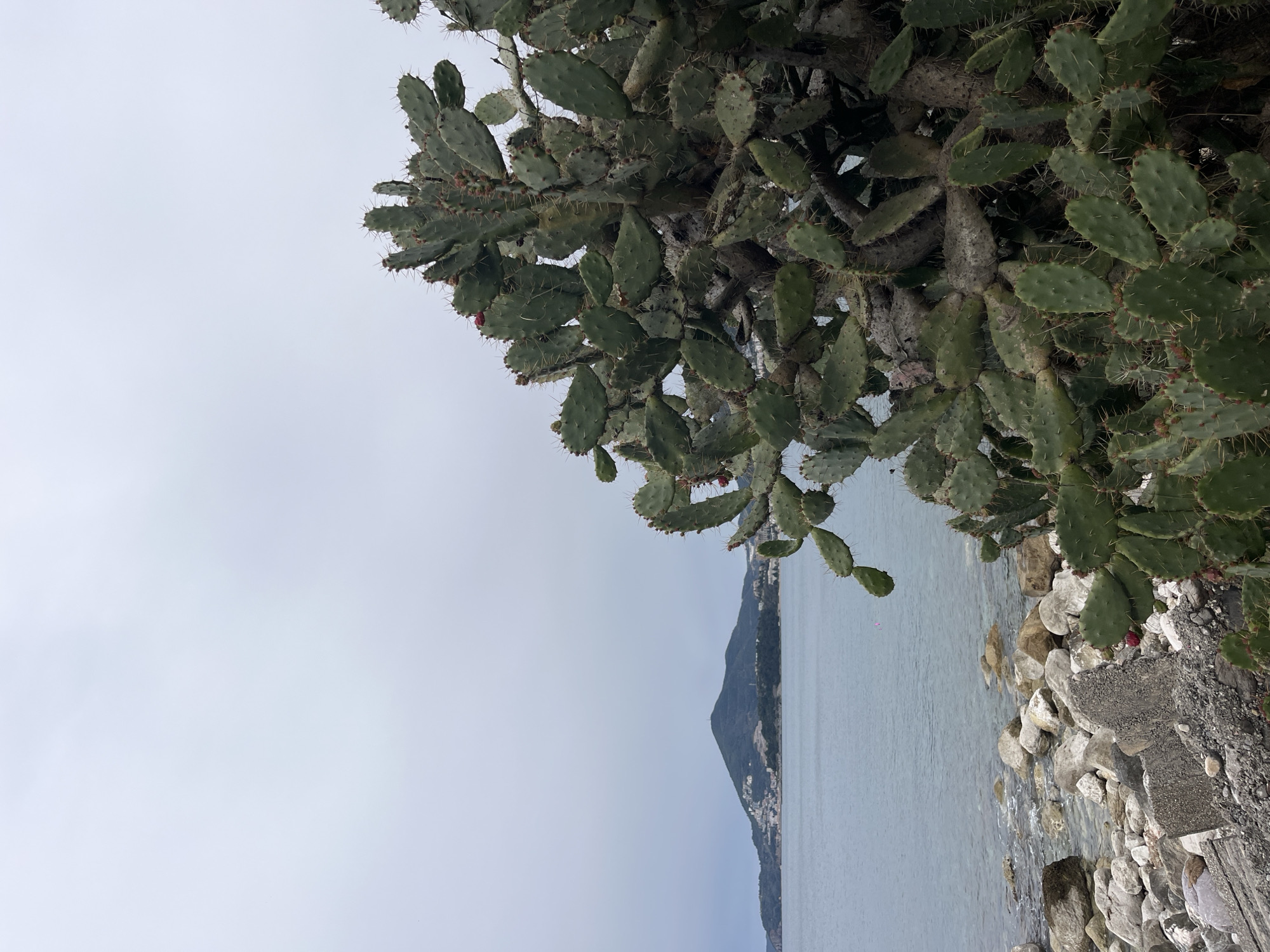 The image depicts a coastal view in Kamenovo, Montenegro. A large prickly pear cactus is in the foreground, on the right. To the left and in the background is the sea, with an adjacent strip of land and a mountain. The shoreline has some large rocks and boulders, and the sky is overcast.