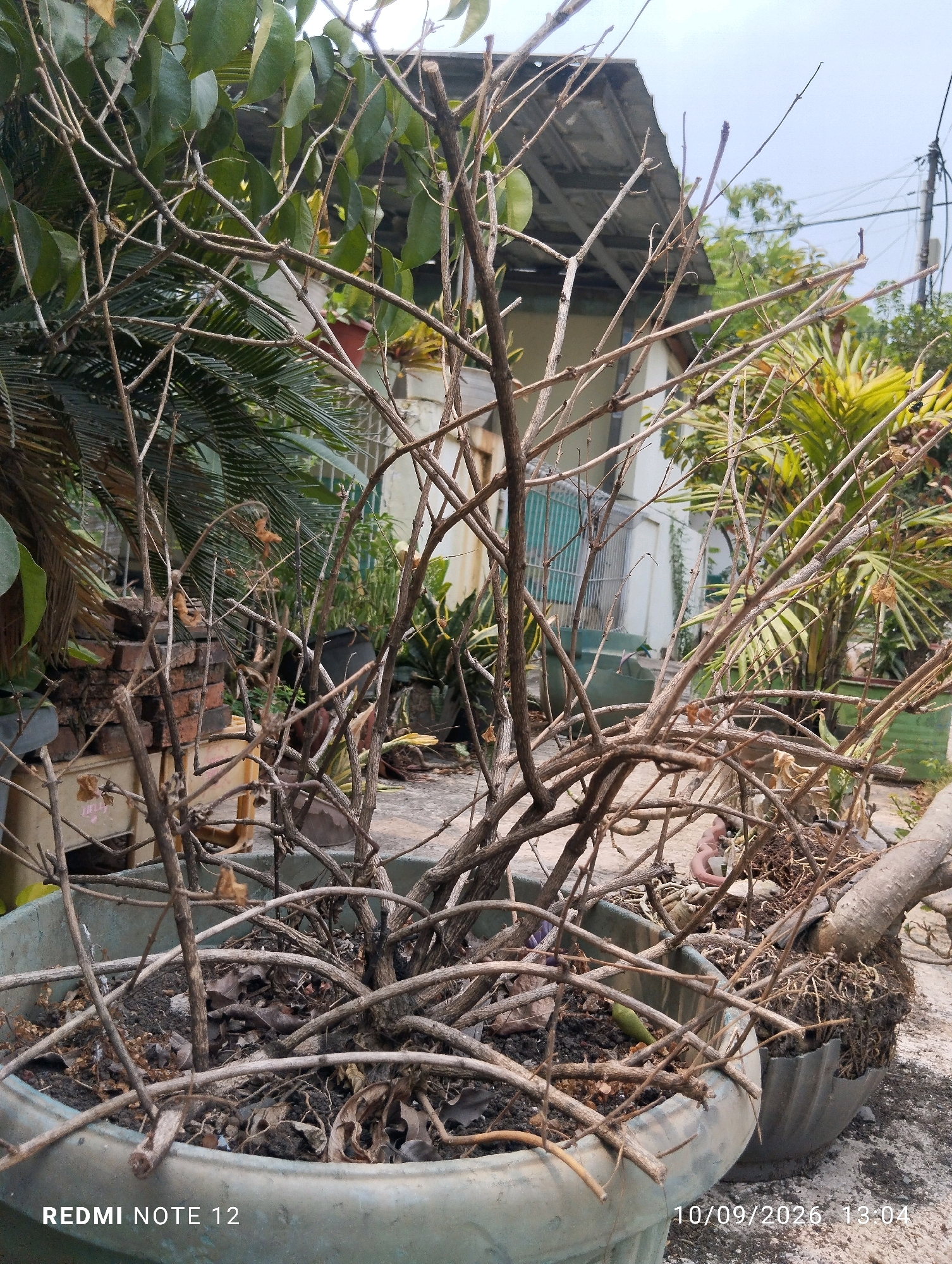 This image shows a close-up of a potted, dead or dormant plant with numerous thin, brown branches in the foreground. The plant is in a large, light blue-green pot. In the background, a partially visible building with a corrugated metal roof and white walls can be seen. Surrounding the building are various plants, including palm trees and other greenery, as well as electrical wires and poles. The ground is paved with concrete or stone. The timestamp "10/09/2026 13:04" is visible in the lower right corner, and "REDMI NOTE 12" is in the lower left. The scene appears to be an outdoor area, possibly a garden or yard, in an urban or semi-urban environment. Based on the timestamp and the generic nature of the scene, it is not possible to definitively place it in Bekasi, Indonesia, or any other specific location.