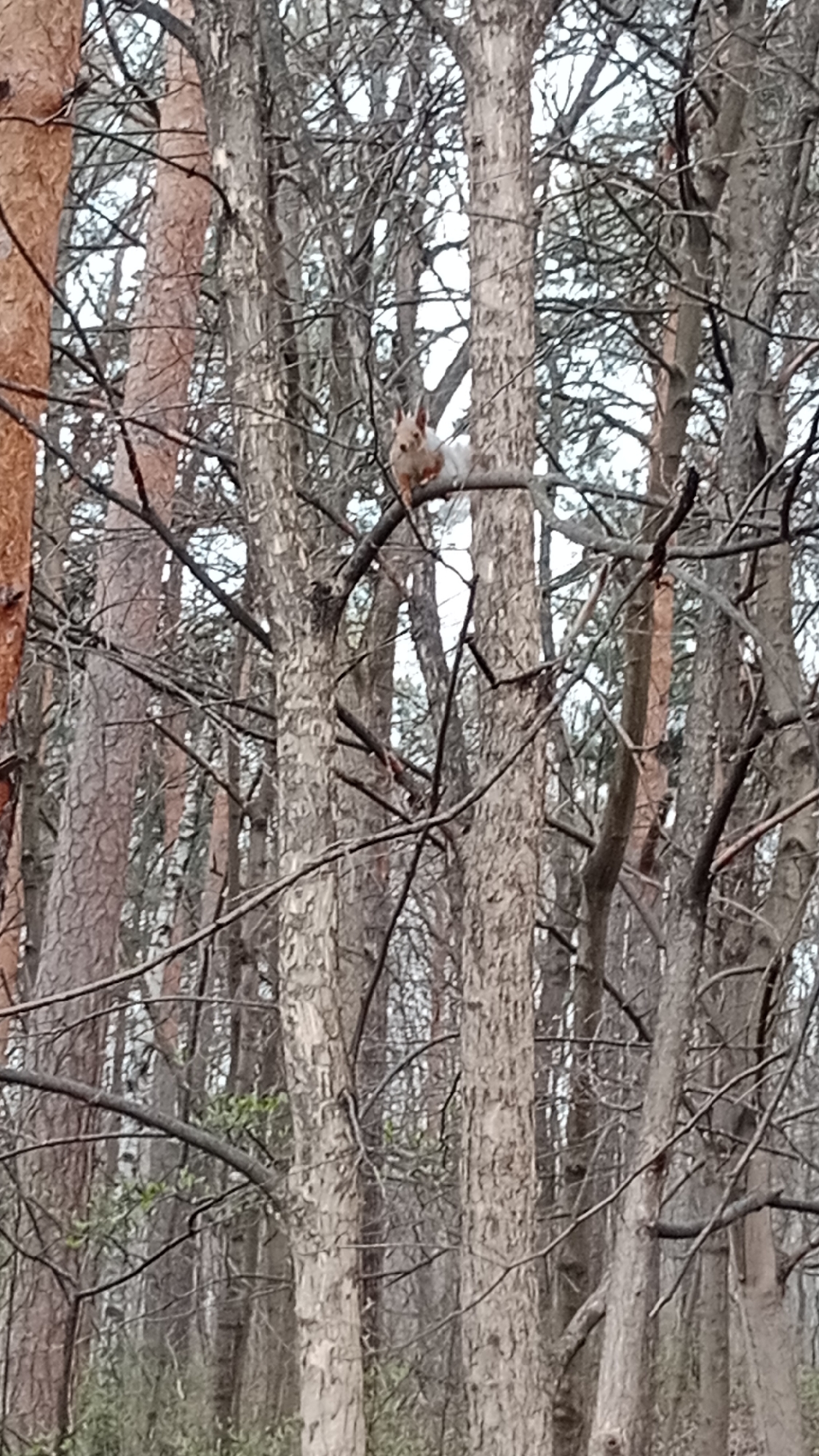 A squirrel sits on a branch of a tree in a forest. The tree branches are bare. The location is Moscow, Russia.