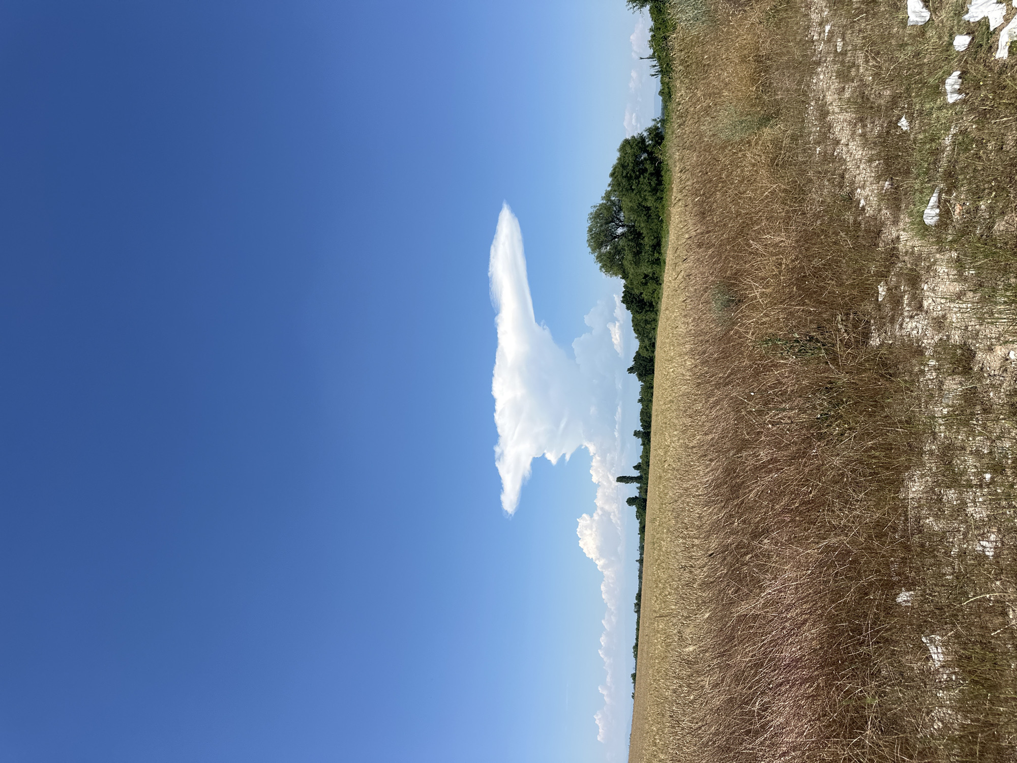 An extreme wide shot captures a vast, golden wheat field under a bright blue sky. A peculiar cloud formation, resembling an anvil or mushroom cloud, dominates the upper center of the frame, its white mass sharply contrasted against the cerulean expanse. In the distance, a line of dark green trees forms a horizon, with several taller, slender trees interspersed. The foreground is filled with dry, tan stalks of wheat, some appearing brittle and reddish-brown, indicating a mature or dry crop. Scattered white debris is visible on the ground in the lower right corner of the image, amidst sparser vegetation and dry earth. The scene is devoid of human presence.