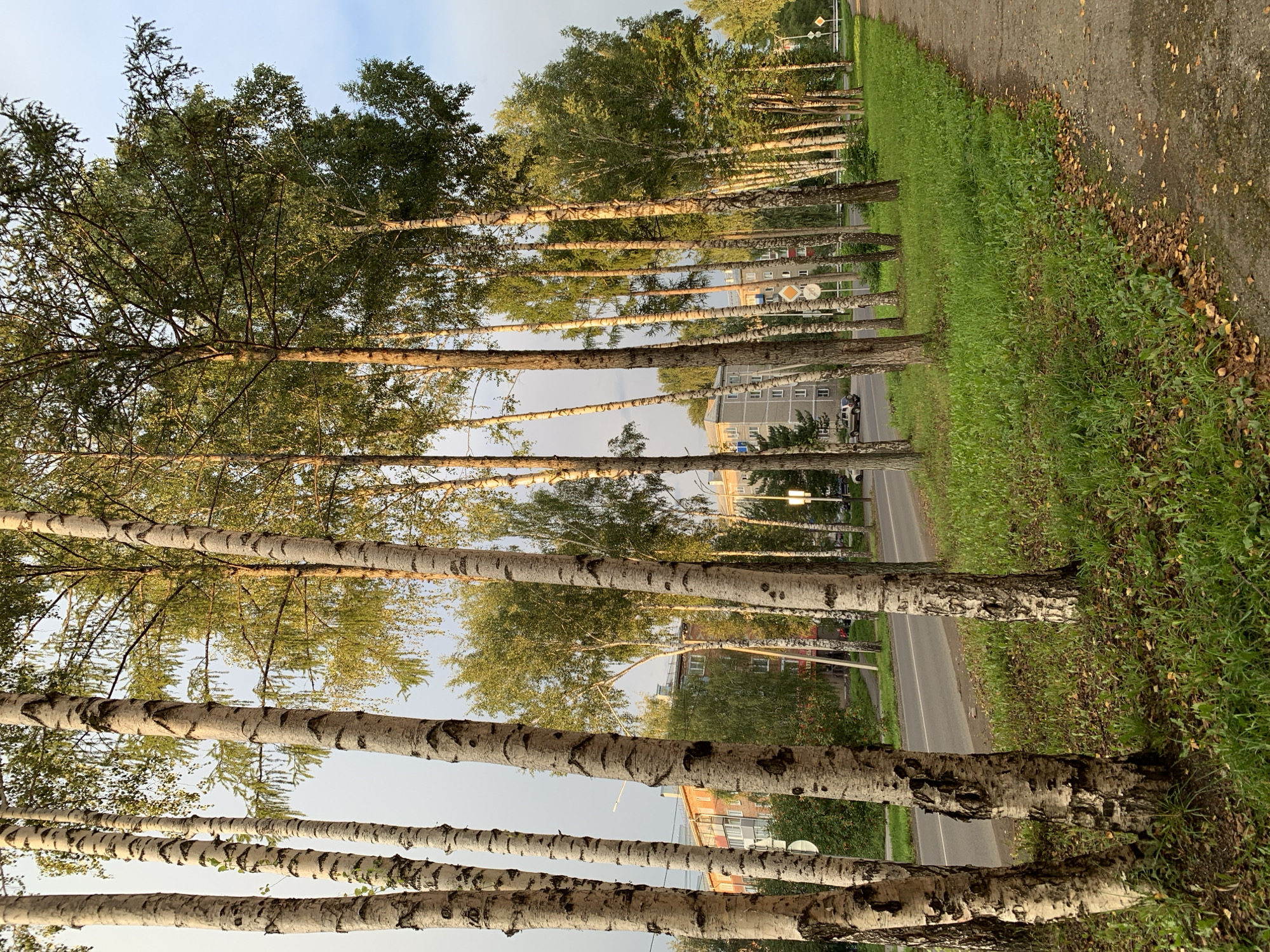This image shows a street scene in Prokopyevsk, Russia. A row of birch trees lines a sidewalk. Beyond the trees, a road is visible, with cars driving on it. Apartment buildings are located on the other side of the road. The sky is a pale blue with some clouds. The overall impression is one of a peaceful, everyday scene in a Russian city.