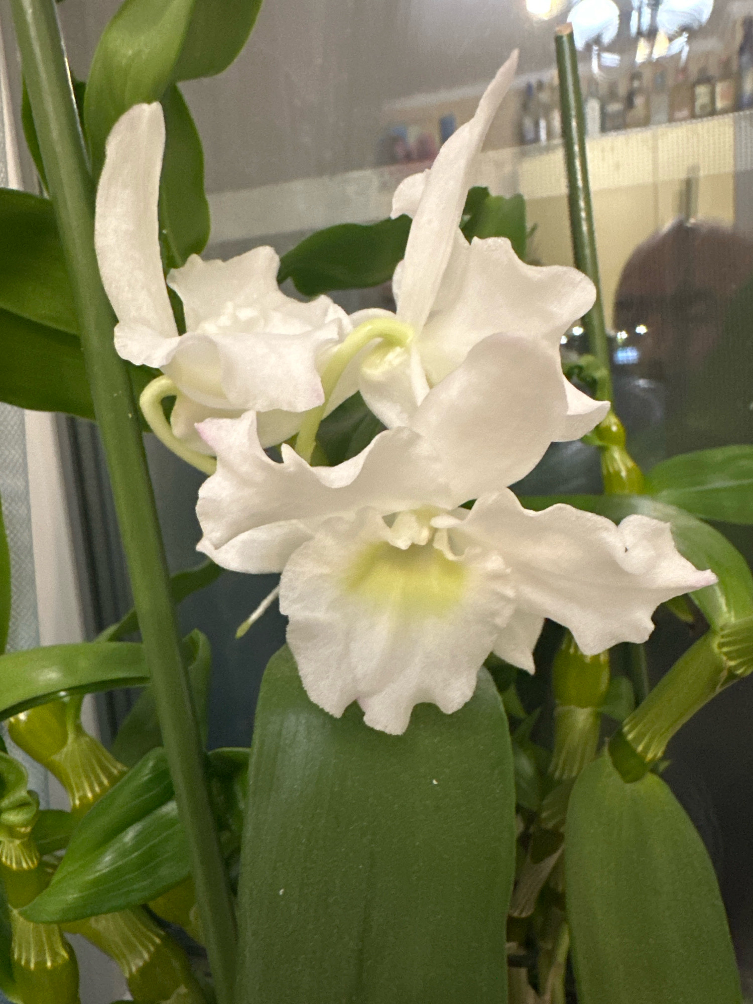 The image shows a close-up of a white orchid with delicate, ruffled petals and a pale yellow center. The orchid is in bloom, with several flowers and buds visible. It is a potted plant, with lush green leaves and stems. The background is blurred, but appears to be an indoor setting with a window, through which some reflections of bottles and lights are visible, possibly indicating a bar or restaurant. There are no people or animals directly visible in the image. The image does not contain any information that would allow for its location to be determined to a specific city, let alone Murmansk, Russia.