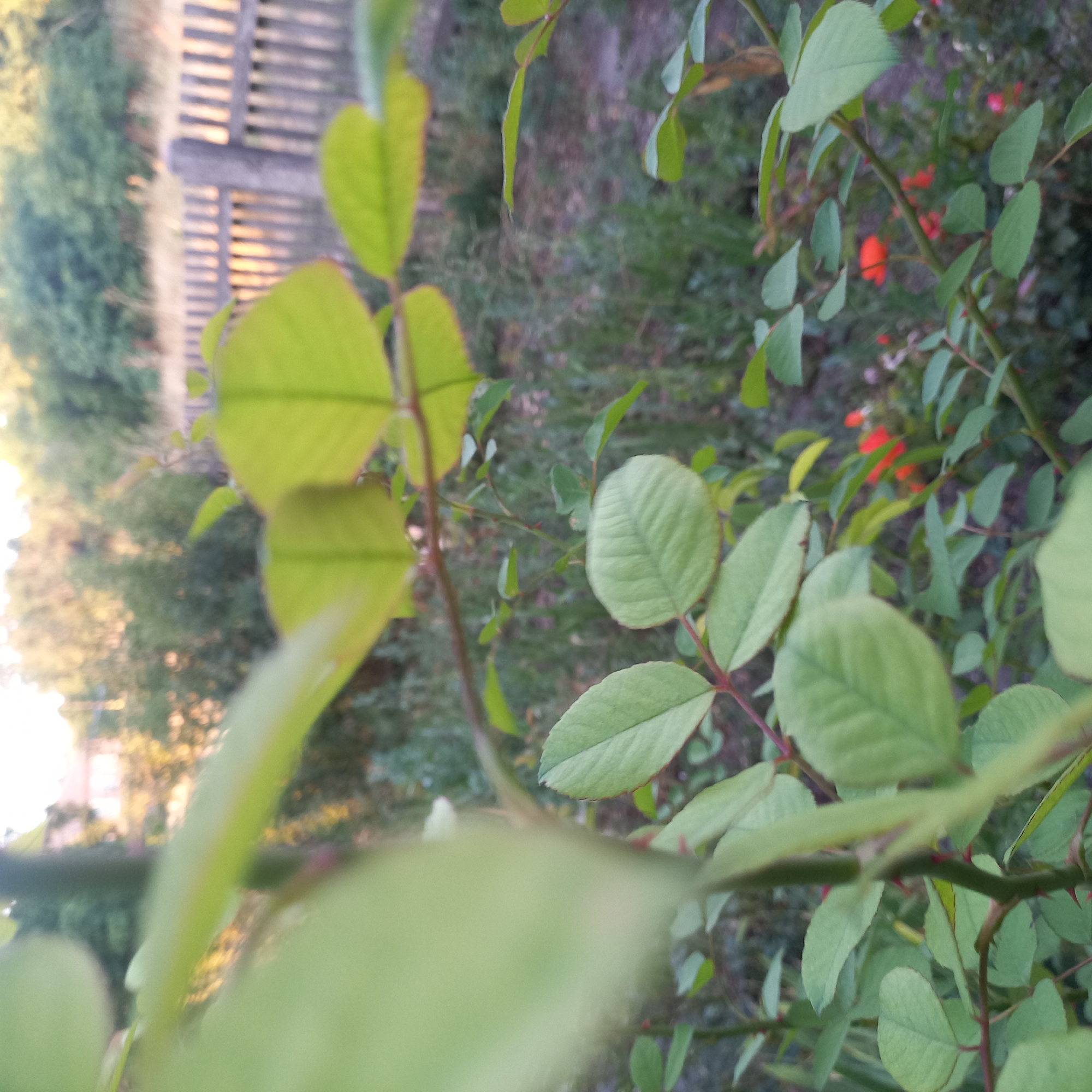 The image depicts a close-up view of rose bush branches with green leaves and small red thorns. The branches are the primary focus, with the foreground blurred, suggesting a shallow depth of field. In the background, out-of-focus elements include a wooden fence, greenery, and what appears to be a building or house. The lighting suggests it might be late afternoon or early morning, with sunlight filtering through the foliage. There are no people or animals visible in the image. The overall impression is a natural, outdoor setting.