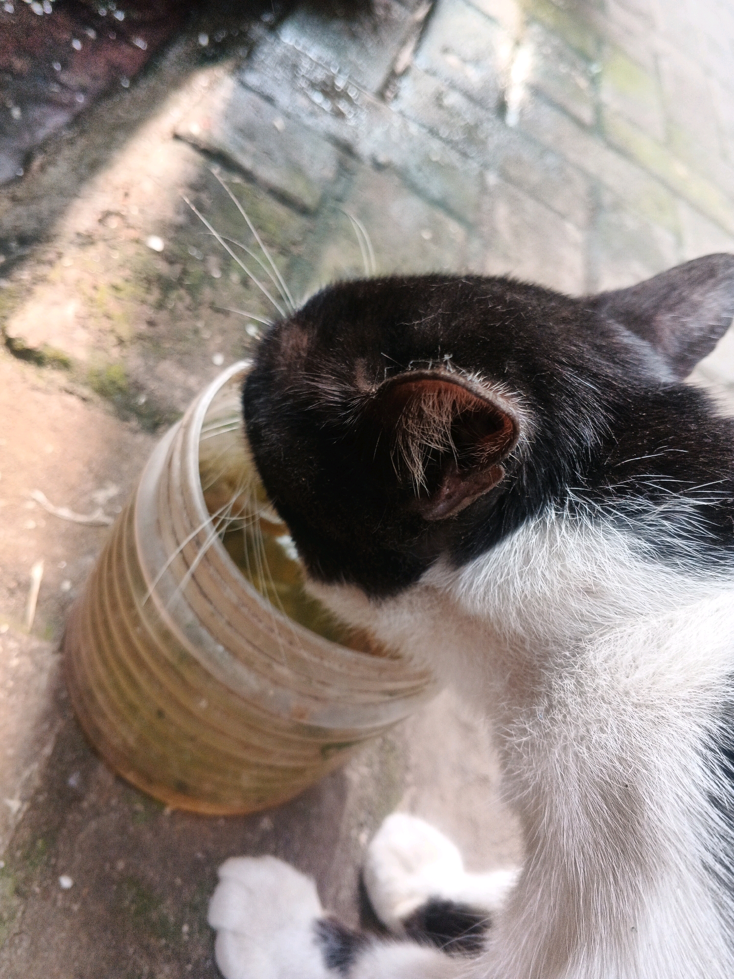 A black and white cat is drinking water from a plastic bucket on a concrete surface. The cat is positioned with its head down into the bucket, obscuring its face. The bucket appears worn and slightly dirty, with visible ridges around its exterior. The concrete surface shows some texture and scattered debris. Sunlight casts shadows, indicating an outdoor environment. The background is blurred but suggests a rough, possibly urban or semi-urban setting. There are no people visible in the image. The scene is located in Kadu, Indonesia.