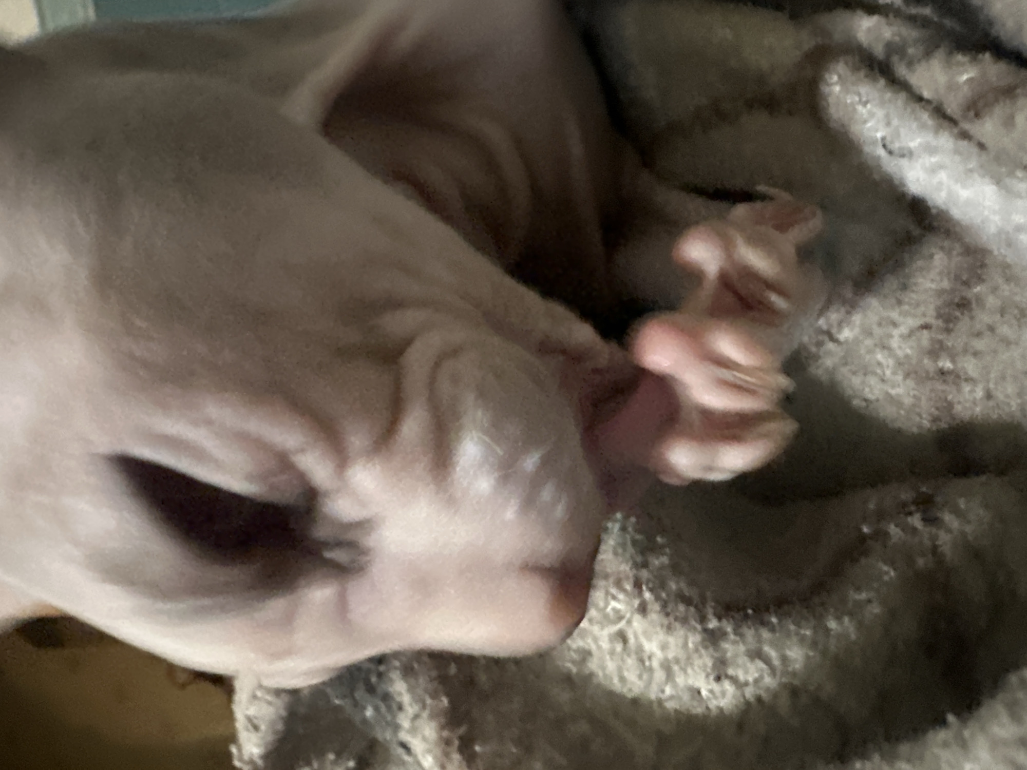 A close-up, low-angle shot shows a light-pink, hairless kitten on a textured, light-brown blanket. The kitten's head is down, with its nose and mouth buried in its front paws, which are clasped together. Its eyes are closed, and its ears are folded back. The background is dark and out of focus. The kitten is likely in a home environment in Togliatti, Russia.