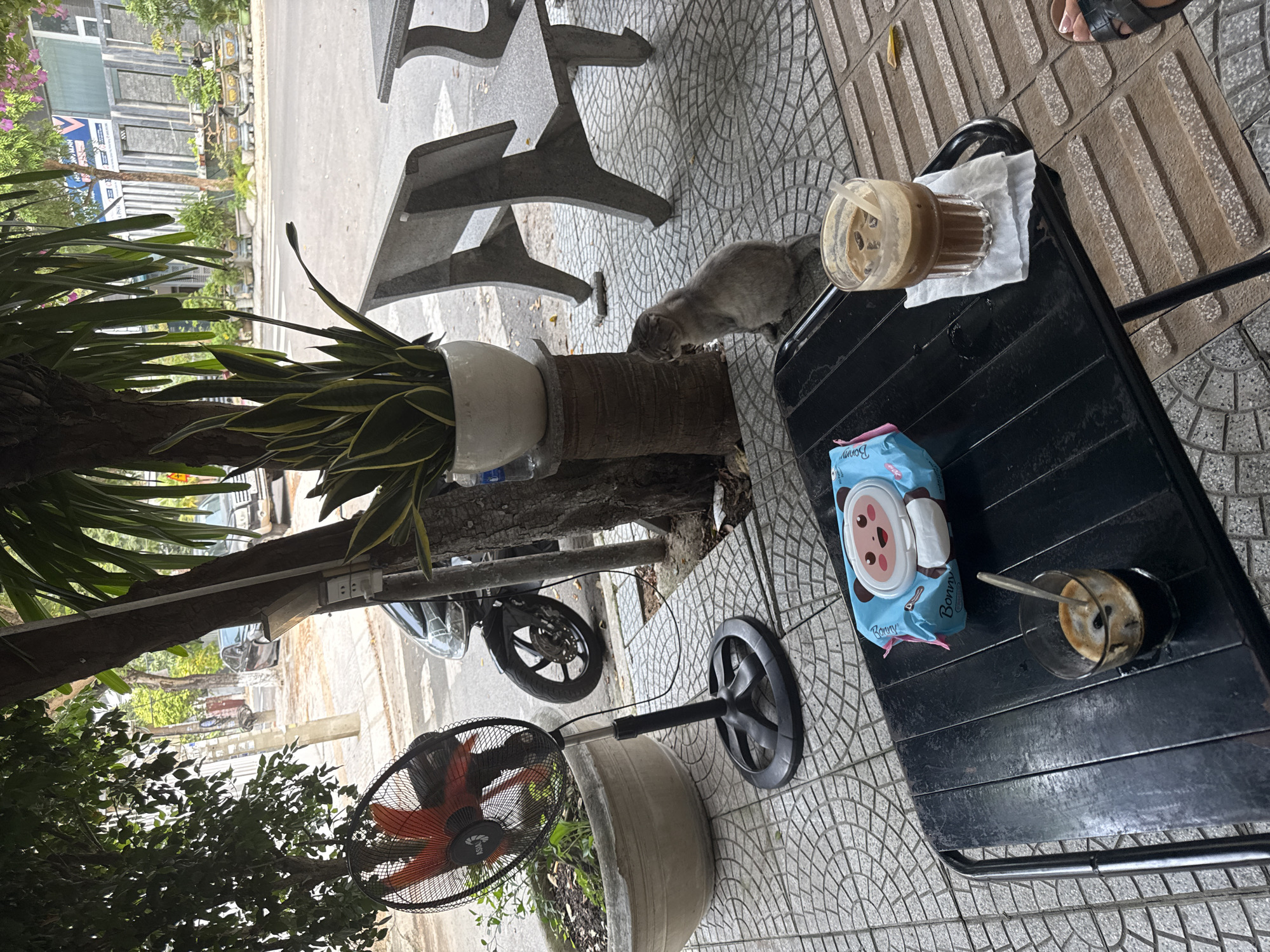 The image shows an outdoor scene in Đà Nẵng, Vietnam. A gray cat is near a potted plant on a tiled surface next to a black table. The table holds a glass of iced coffee, a pack of baby wipes, and another drink with a spoon in it. A black electric fan stands nearby. In the background, a street with buildings and vegetation is visible. A motorbike is parked near the planter. A stone bench is also partially visible in the background.