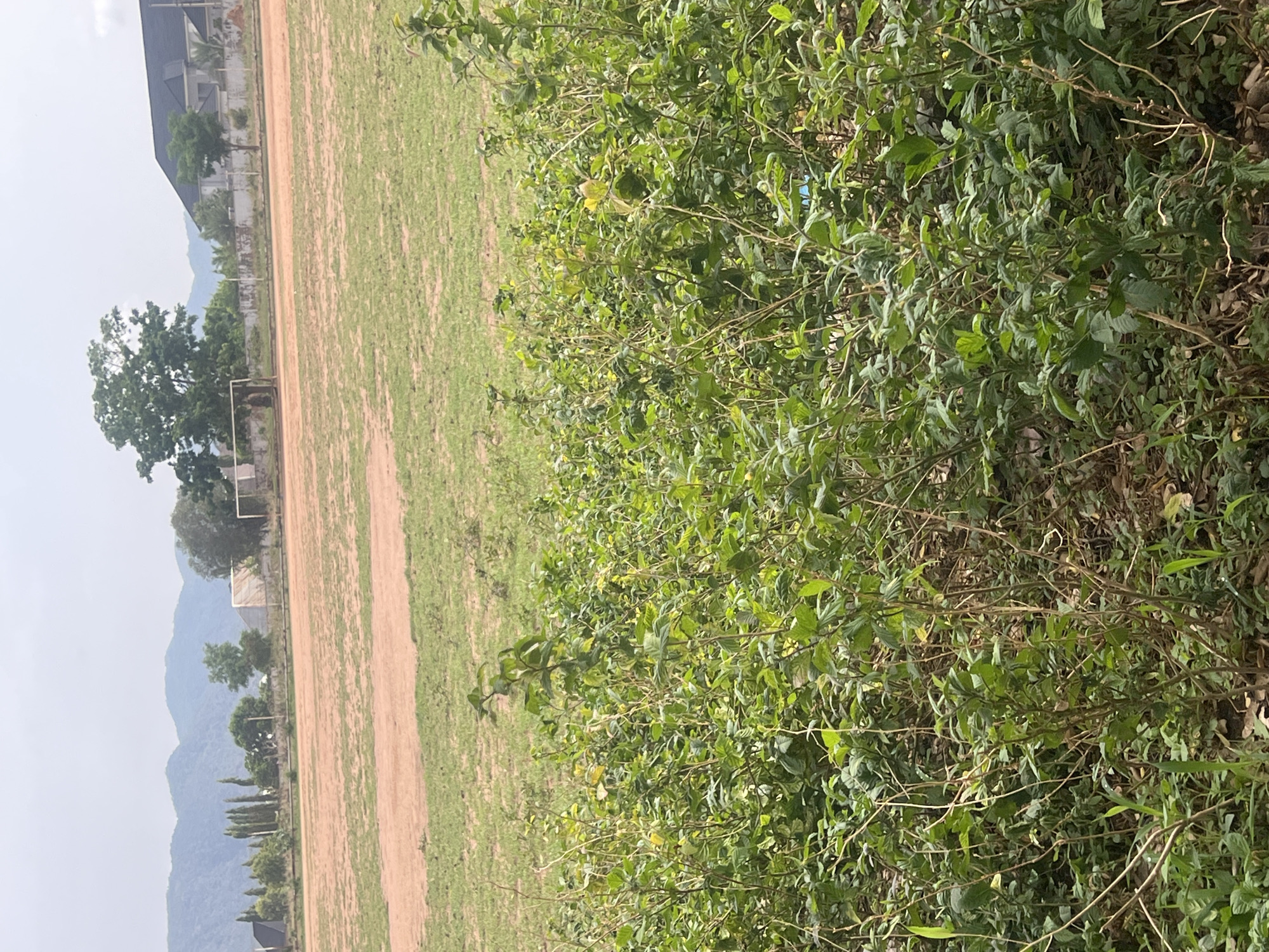 The image depicts a field in Jalingo, Nigeria, with vegetation in the foreground. A soccer goal and trees are visible across the field. The field has a dirt path dividing green grass and dirt. In the background are mountains and buildings.
