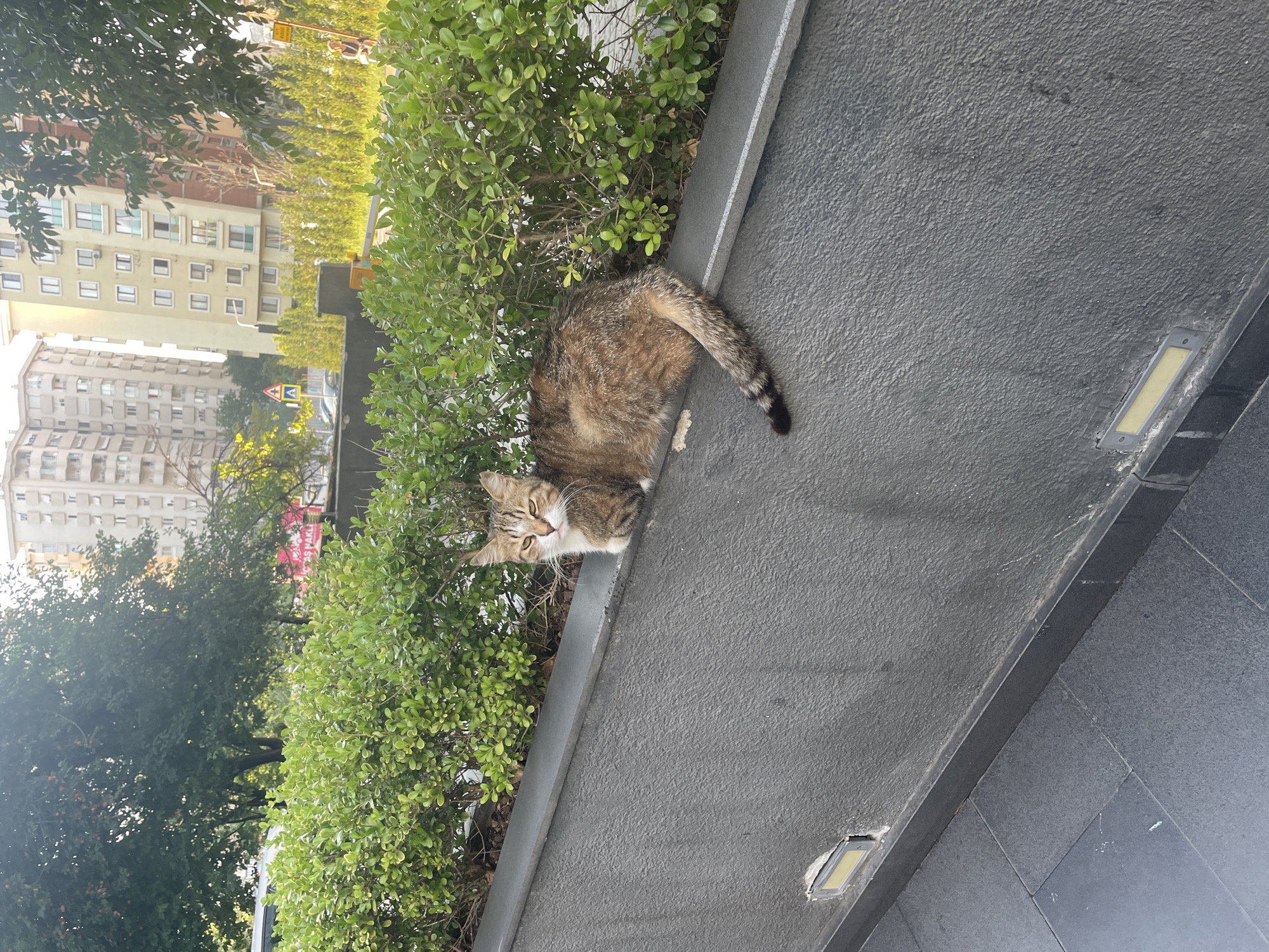 A tabby cat with brown, black, and white fur is resting on a grey concrete ledge. The cat is facing the camera with its head tilted slightly to the left. Behind the cat is a dense row of green bushes. In the background, there are several tall apartment buildings, trees, and streetlights. The scene appears to be in an urban environment, likely Kadıköy, Turkey, given the architectural style of the buildings and the presence of street signage. The lighting suggests it is daytime, possibly late afternoon. There are no people in the immediate vicinity of the cat.