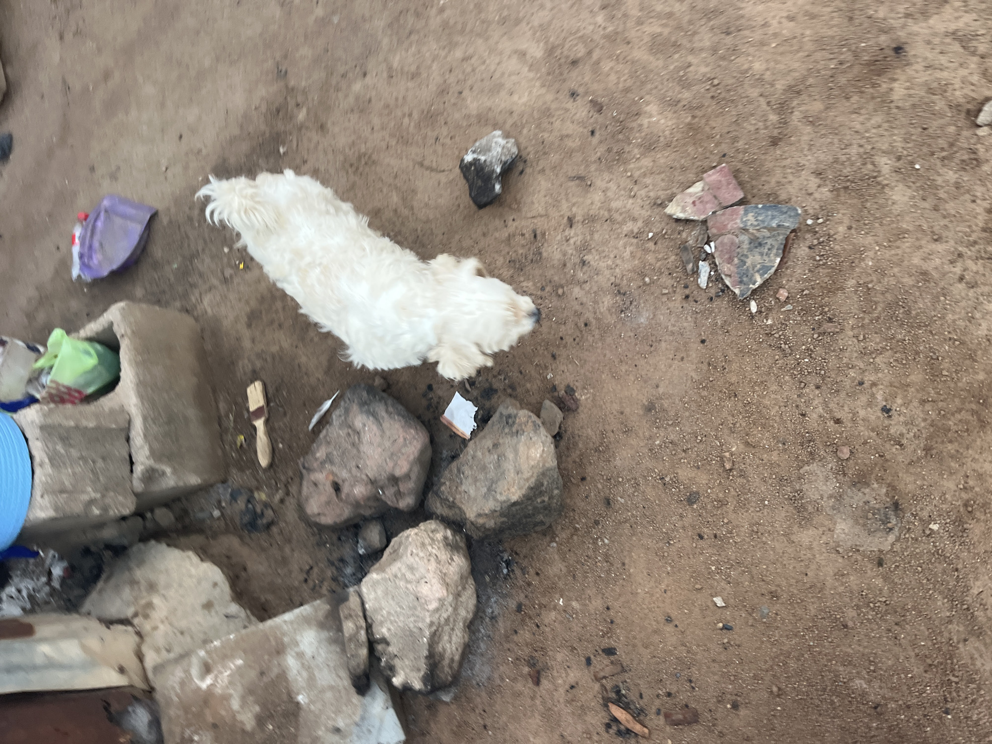 The scene appears to be an outdoor dirt area in Jos, Nigeria. A small white dog is visible near a collection of rocks. There is debris scattered around, including plastic bags, small pieces of wood, and broken pieces of brick or tile. A stack of rough concrete or stone blocks is visible in the bottom left corner, with a blue object partially visible nearby. A paintbrush lies near the blocks and rocks. The environment is dusty with a prevalence of earth tones.