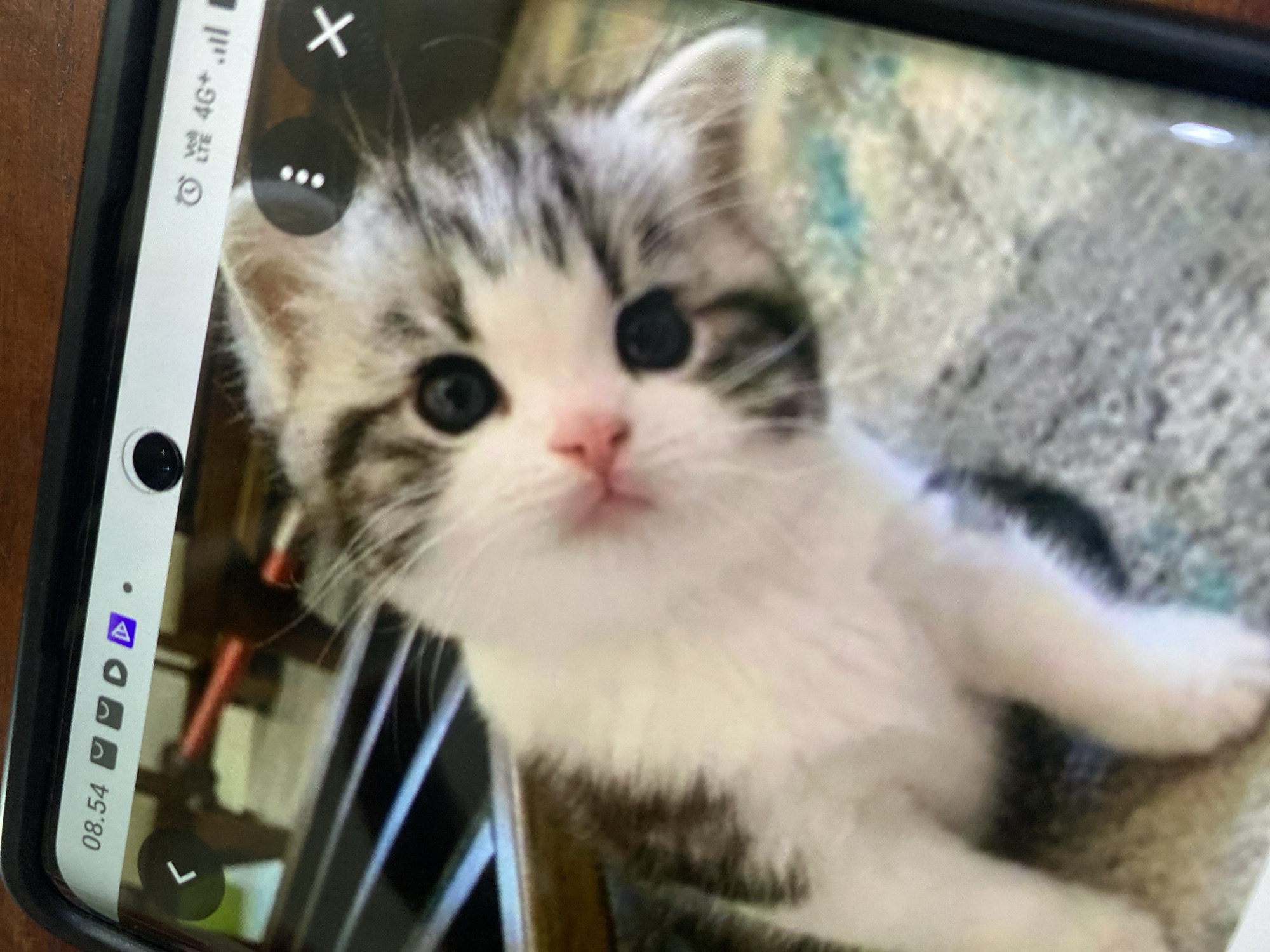 A close-up, blurry, eye-level shot shows a very young kitten with white and brown tabby markings. The kitten's head is tilted to the right, and its large, dark eyes are looking directly at the camera. The background appears to be a textured surface, possibly a blanket or rug. The image is captured on a smartphone, as indicated by the status bar at the top displaying the time "08.54", Wi-Fi, cellular signal strength, and application icons. The scene is not indicative of any specific location within Ta', Indonesia.