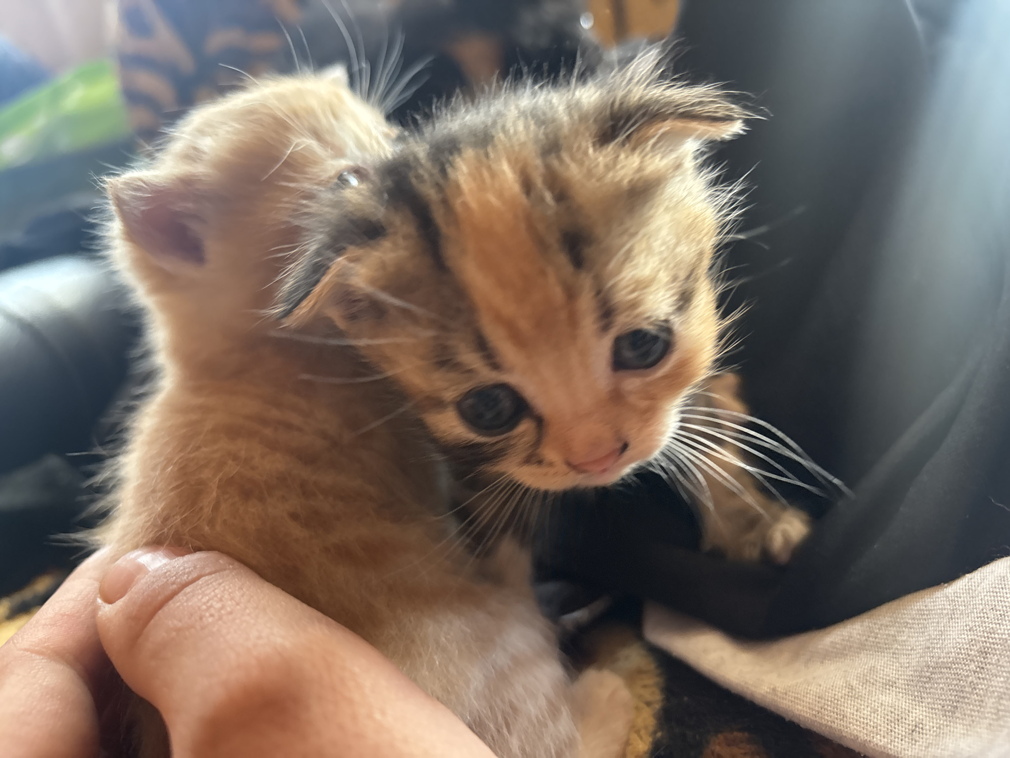 A close-up, brightly lit photograph captures two tiny kittens being gently held by a person. The foreground kitten is a striking tortoiseshell or calico, displaying patches of orange, dark brown or black, and lighter cream fur on its face and head. It has wide, dark, inquisitive eyes and delicate white whiskers fanning out from its nose. Its small ears are visible, slightly folded, and its fur appears soft and downy.
Partially obscured behind the tortoiseshell kitten is another kitten, predominantly light orange or ginger in color. Only its head and a small portion of its body are clearly visible, nestled close to its sibling. Both kittens appear very young, likely only a few weeks old, given their size and features.
A human hand, with visible skin texture, supports the ginger kitten from below and to the left, indicating a tender interaction. The background is softly blurred, showing hints of dark fabric, possibly a blanket or clothing, and a lighter, patterned textile beneath. The setting appears to be indoors, suggesting a warm and safe environment for the young animals. No text is visible in the image. The overall impression is one of warmth, vulnerability, and extreme cuteness.