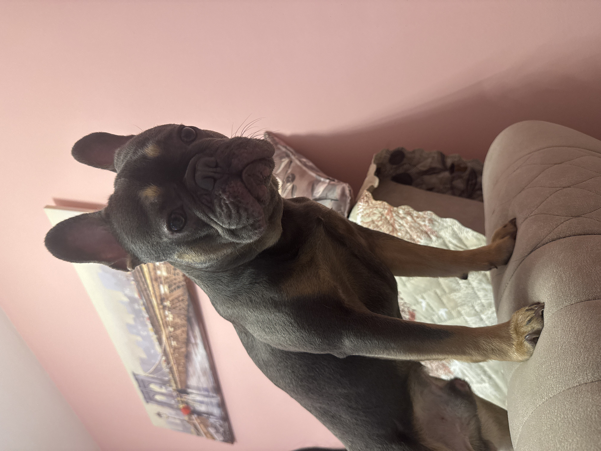 A blue and tan French Bulldog puppy is resting on a beige sofa. The puppy has a wrinkled face and large, upright ears. The sofa is positioned against a wall painted a light pink color. A framed print of what appears to be a bridge is leaning against the wall behind the dog. A patterned blanket and decorative pillow are visible behind the sofa. The image does not contain enough information to determine the location.
