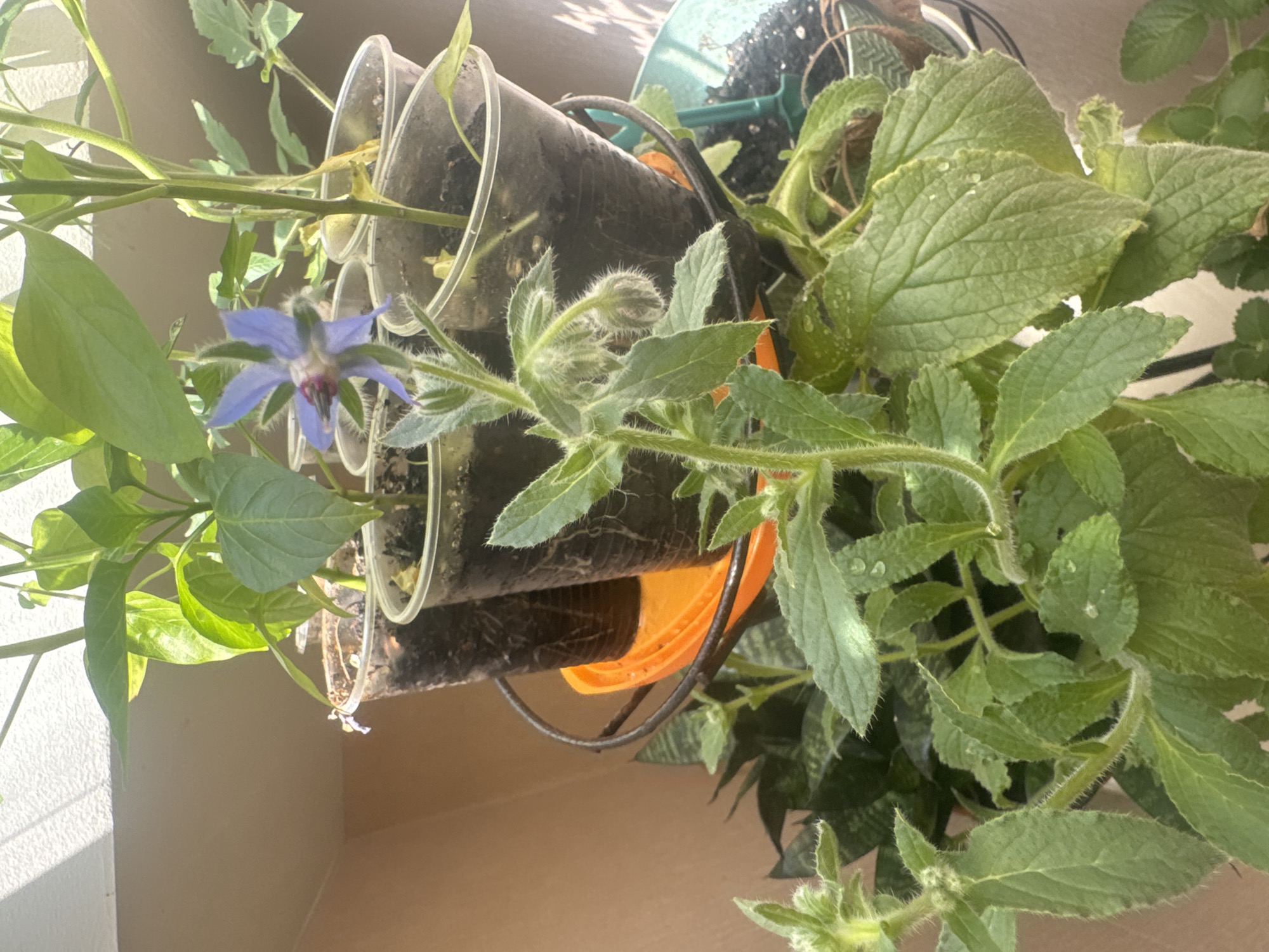 A close-up, eye-level shot captures a small borage plant with a single vibrant blue flower and several buds, positioned in the foreground. The borage plant has fuzzy stems and large, textured green leaves, some glistening with water droplets, suggesting recent watering or dew. Behind the borage, a black wire stand holds several clear plastic cups containing young plants, likely seedlings. These cups are filled with dark soil, and some roots are visible through the plastic.
One of the plastic cups, slightly to the left and back, contains a plant with thin, light green leaves. Another cup, to the right and back, has a plant with larger, darker green leaves. A bright orange saucer is visible beneath the stand, holding the cups. In the background, the wall of a building or balcony is visible, bathed in sunlight casting a distinct shadow across the upper left portion of the image. The overall impression is of a small, urban garden setup, possibly on a balcony or windowsill in Sochi, Russia, indicated by the bright sunlight and the type of plants commonly grown in such environments. No people are present in the image.