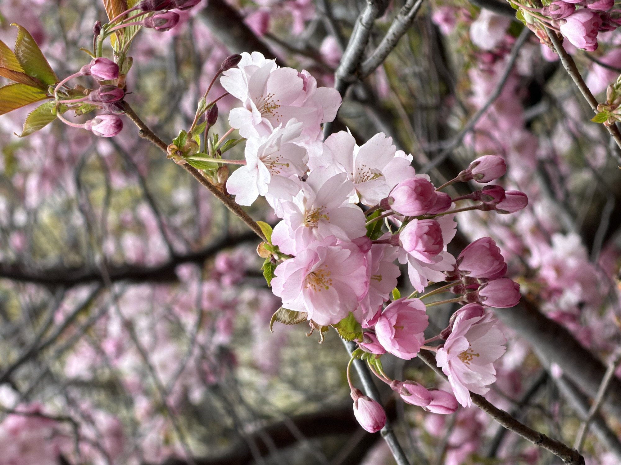 A close-up shot captures a branch of flowering cherry blossoms. The flowers range in color from pale white to pink and are clustered together on the branch. Some of the blossoms are fully open, while others are still in bud form. A few green leaves are also visible on the branch. The background is blurred, suggesting a wider view of a tree in bloom, with many more pink blossoms visible in the distance. The tree branches are dark and bare, contrasting with the delicate pink of the blossoms. The image evokes the arrival of spring in St. Petersburg, Russia.