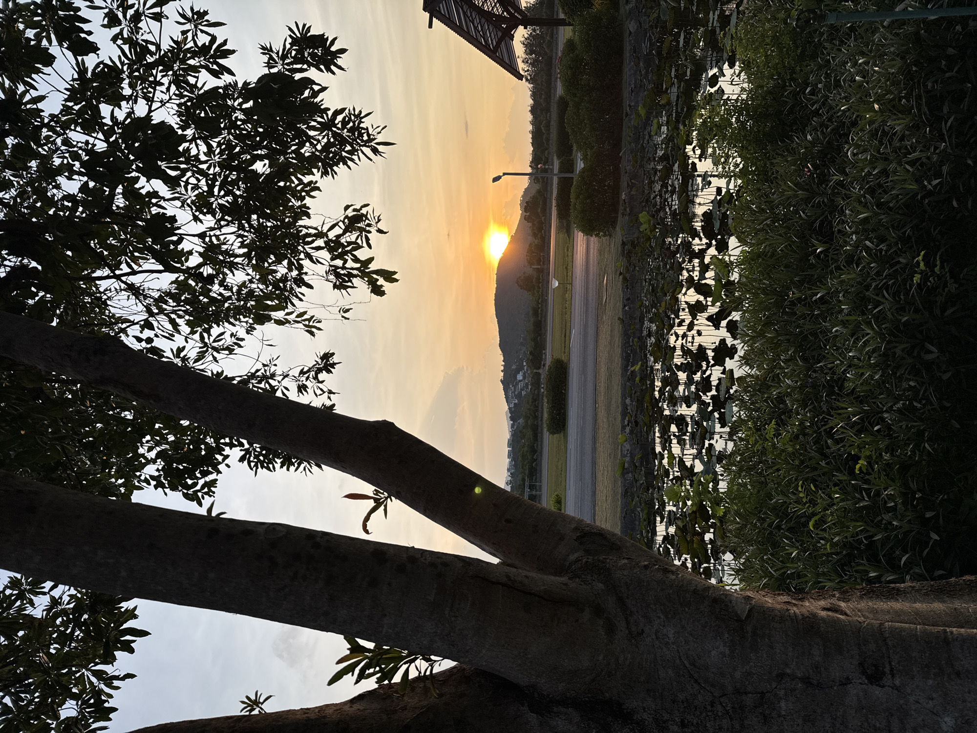 An eye-level, full shot captures a serene sunset over a landscape in Ko Samui District, Thailand. In the foreground, a large tree trunk on the left partially obscures the view. The middle ground features a pond filled with lily pads and lush green foliage. Beyond the pond, a road is visible, bordered by manicured bushes and a lamppost. In the background, rolling hills are silhouetted against the vibrant orange and yellow hues of the setting sun, which is partially hidden behind one of the hills. The sky is a soft gradient of orange, yellow, and blue, with wispy clouds. A dark, angular roof structure is visible on the right side of the image. The scene is tranquil and natural, with no people or animals present.