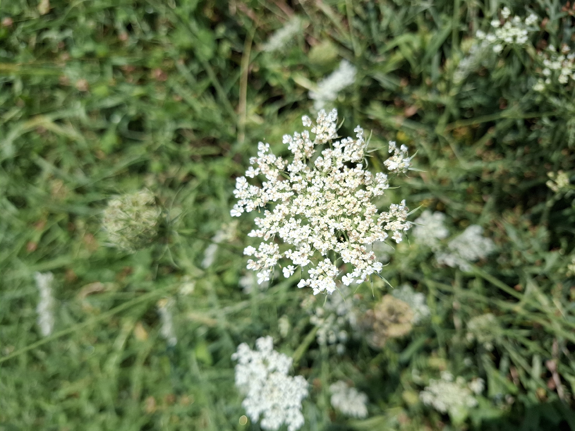 A close-up, top-down shot captures a cluster of small white flowers, possibly Queen Anne's Lace, in the foreground. The flowers are delicate and intricately formed, with numerous tiny petals. Behind these, the background is a blur of green foliage, suggesting a grassy area. The lighting indicates a bright, outdoor setting, likely during daylight hours. The image is of a natural, unmanicured environment, with no man-made structures or objects visible. The location is identified as Buochs, Switzerland.