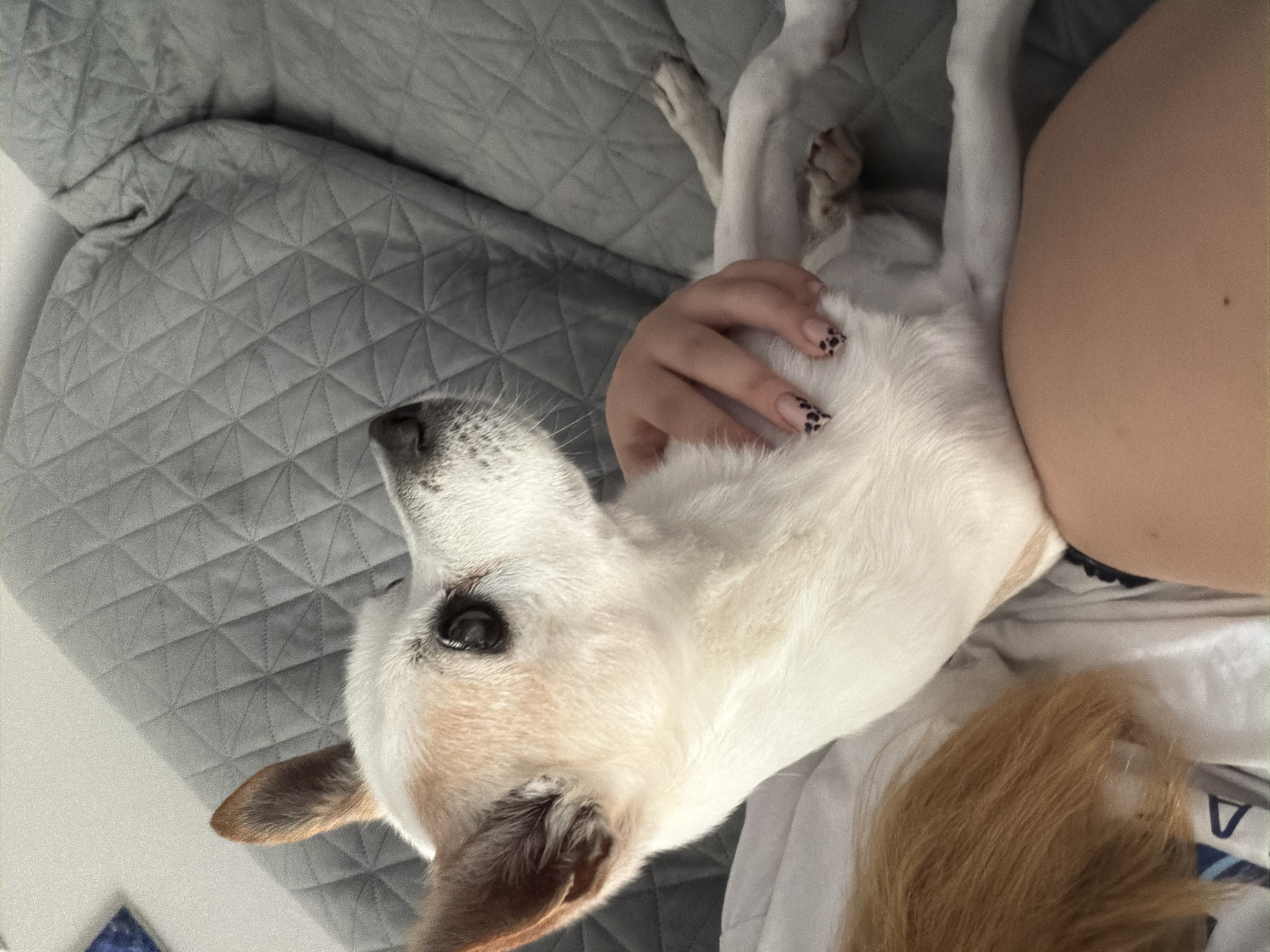 A white and tan dog is resting on a person's lap on a quilted grey sofa. The dog is facing right, with its head turned towards the viewer. A human hand is resting on the dog's chest, with patterned nail art visible. The person's legs are also visible in the foreground. The background consists of a grey quilted sofa and a white surface, possibly a bed. There is no discernible location in the city of Burgas, Bulgaria.