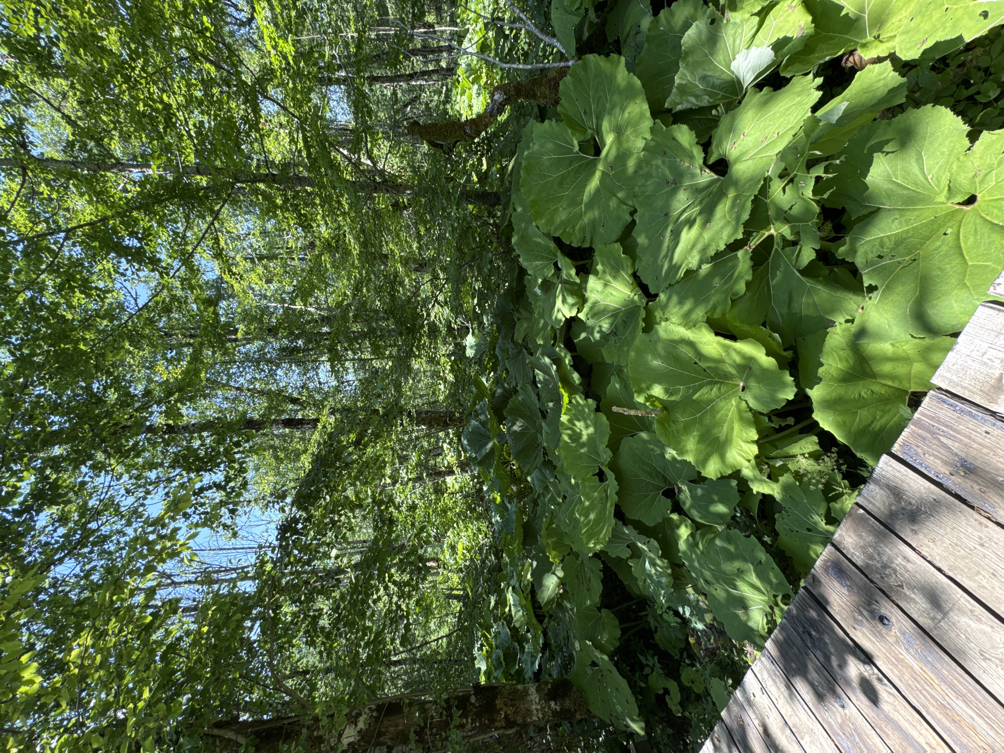 This is a vertical, eye-level, medium shot of a wooden boardwalk adjacent to lush green vegetation. The boardwalk planks are weathered and show visible wood grain and knot details. The vegetation includes large, vibrant green leaves, some with ruffled edges and prominent veins, characteristic of burdock or similar large-leafed plants. Behind these large leaves, a dense forest of trees with slender trunks is visible, their branches draped with green foliage, creating a dappled shade. Sunlight filters through the leaves, casting shadows on the boardwalk and highlighting the textures of the plants and wood. The sky is a clear, bright blue, suggesting a sunny day, likely during the warmer months due to the full foliage. The scene evokes a sense of natural tranquility and a peaceful outdoor environment. The location is identified as Sjerogošte, Montenegro. There is no visible text in the image.