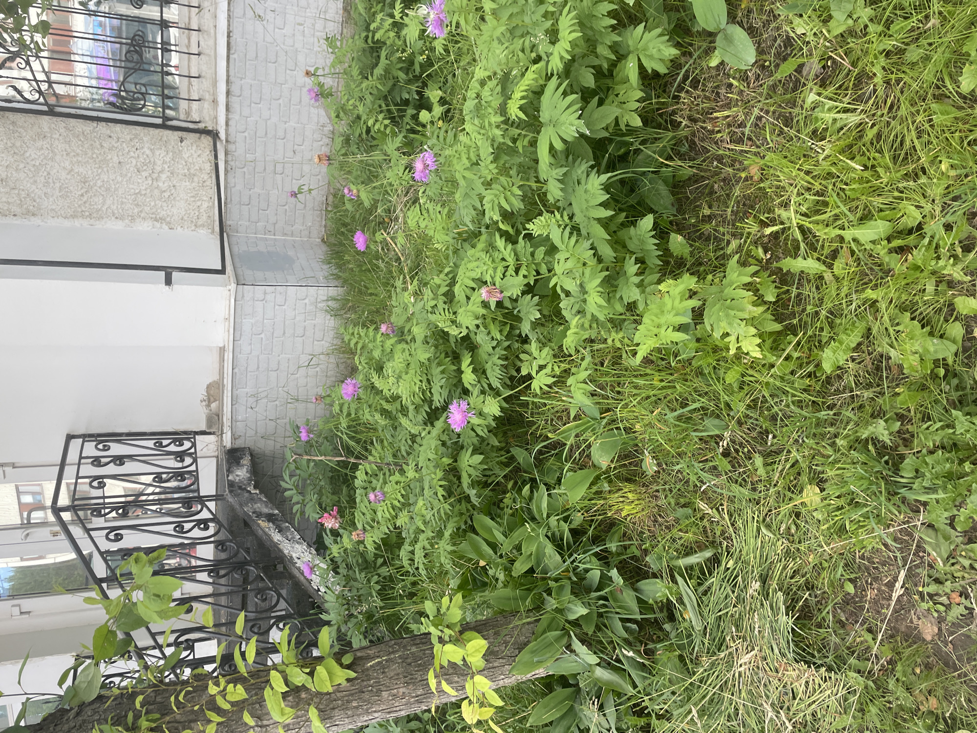 An outdoor scene depicts an overgrown area with a variety of plants and flowers in front of a building. A tree trunk with green vines is on the left side of the image, adjacent to a set of outdoor stairs with a black metal railing. The stairs lead up to an entrance with a white facade and a textured wall. The ground is covered in lush green grass and several pink and purple flowers, some of which are wilting. The building appears to be in an urban environment, potentially a residential building, given the presence of windows with ornate metal grates visible through the glass. The overall impression is one of a neglected but naturally vibrant space, likely within the city of Chaikovsky, Russia, judging by the context provided.