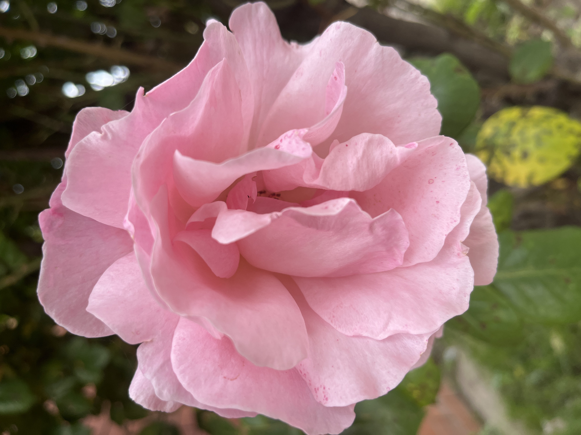 A close-up photograph features a fully bloomed pink rose as the central subject, capturing its intricate petal arrangement and delicate color variations. The rose is prominently positioned against a blurred background of green foliage, with glimpses of brown brickwork and bokeh effects indicating varying depth of field. The location, Krasnodar, Russia, is inferred from external context, not directly evident in the image itself. The absence of people, actions, or interactions, combined with the focus on the rose's form and texture, suggests a still-life composition emphasizing the flower's aesthetic qualities within its immediate environment.