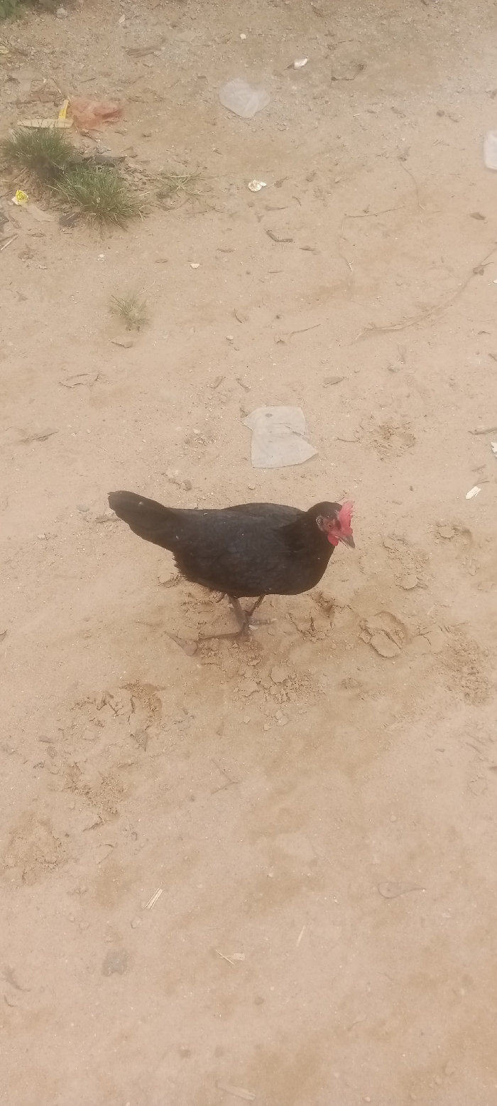 A black chicken with a red comb and wattles stands in the center-left of the frame, facing slightly right, on a light brown, sandy dirt ground in Gauraka, Nigeria. The chicken's feet are visible, making contact with the ground. Scattered across the dirt are various pieces of debris, including clear and off-white plastic bags, small fragments of white material, and organic matter. Patches of green grass are visible in the upper-left quadrant of the image. The ground shows irregular textures and small indentations, consistent with foot traffic or wind erosion.