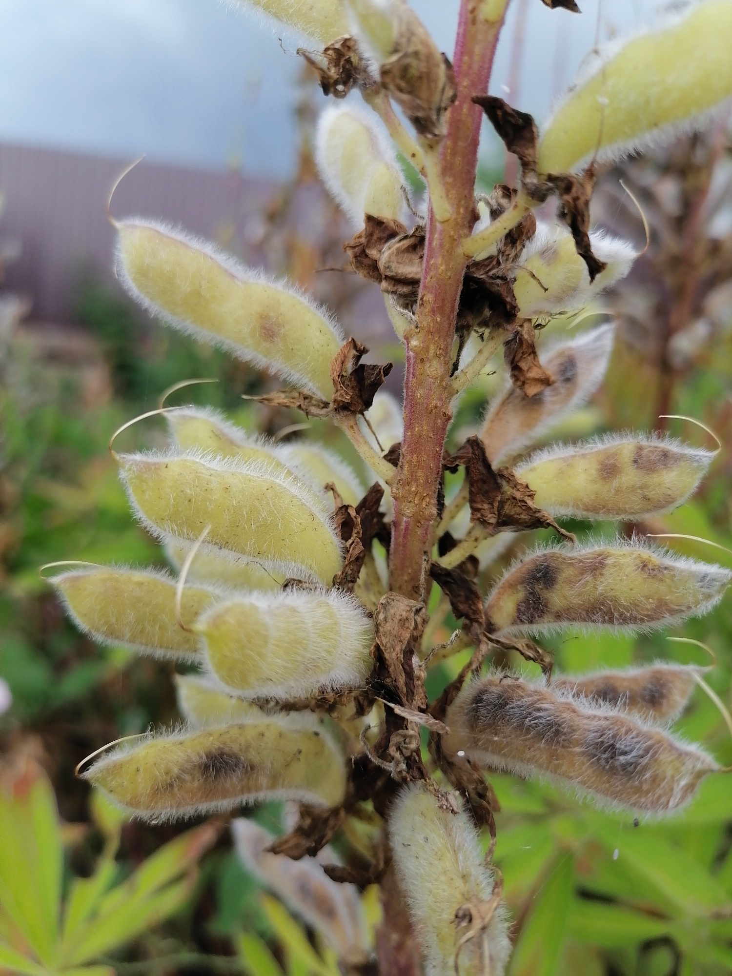 A close-up shot focuses on a stem of lupine seed pods. The pods are elongated and fuzzy, with a pale yellow hue, some beginning to show brown speckling. Several dry, brown remnants of previous flowers or leaves cling to the reddish-brown stem. The background is softly blurred, showing green foliage and a hint of a pale blue sky, suggesting an outdoor setting in daylight. The scene is tranquil and natural, with no visible text.