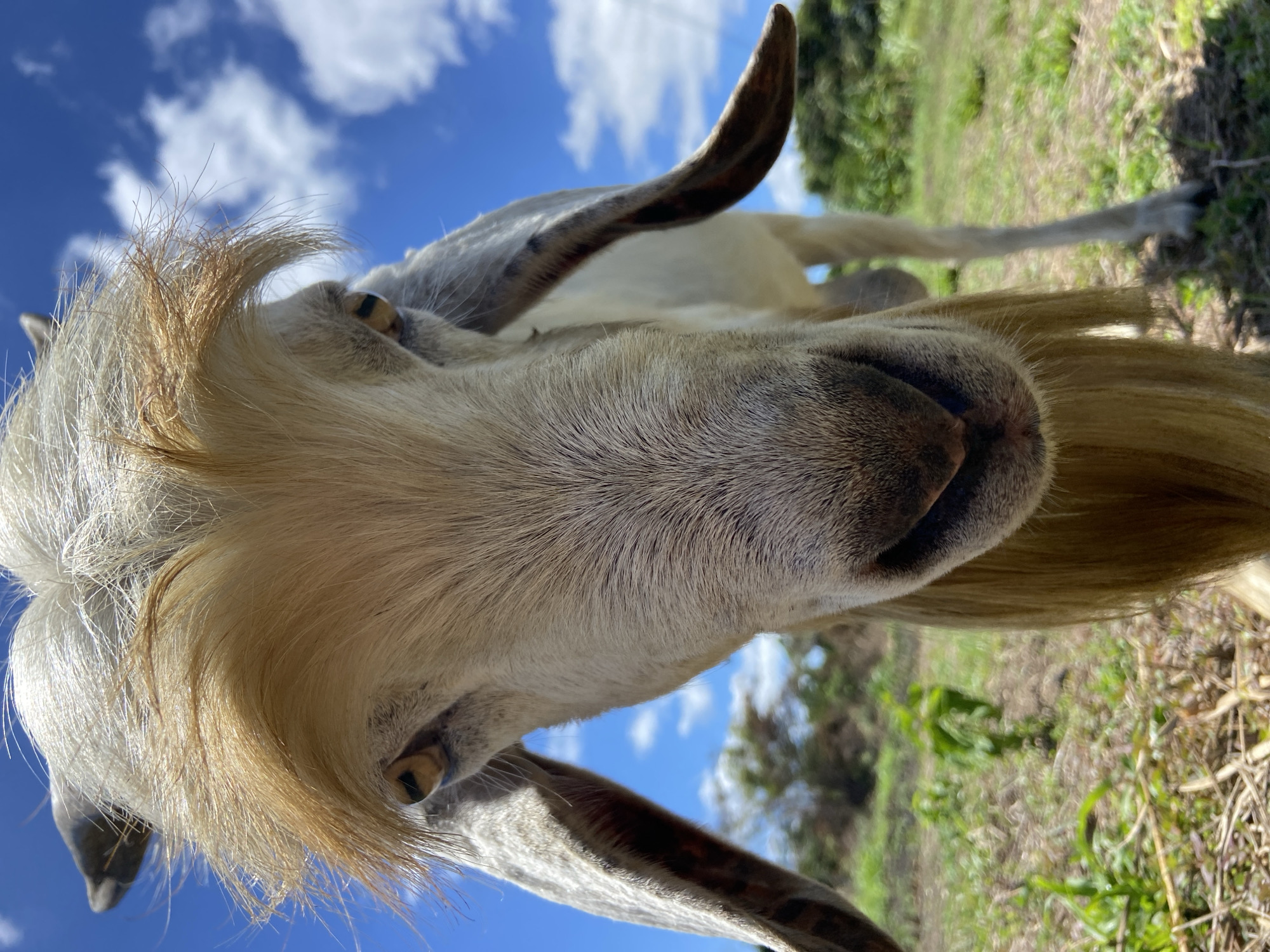 This image presents a domestic goat situated in Los Velásquez, Venezuela. The goat, primarily white with a prominent golden-brown forelock and a long chin beard, occupies the majority of the frame, viewed from a low-angle, close-up perspective. Its large, pendulous ears are visible on either side of its head, and its yellowish-brown eyes, featuring horizontal pupils, are directed towards the viewer. Small, dark horns are partially visible behind its head, and a metal bell is discernible hanging from its neck. The background consists of an outdoor environment with a grassy field and sparse green vegetation, transitioning to distant trees under a clear blue sky with scattered white cumulus clouds, indicating bright daytime conditions.