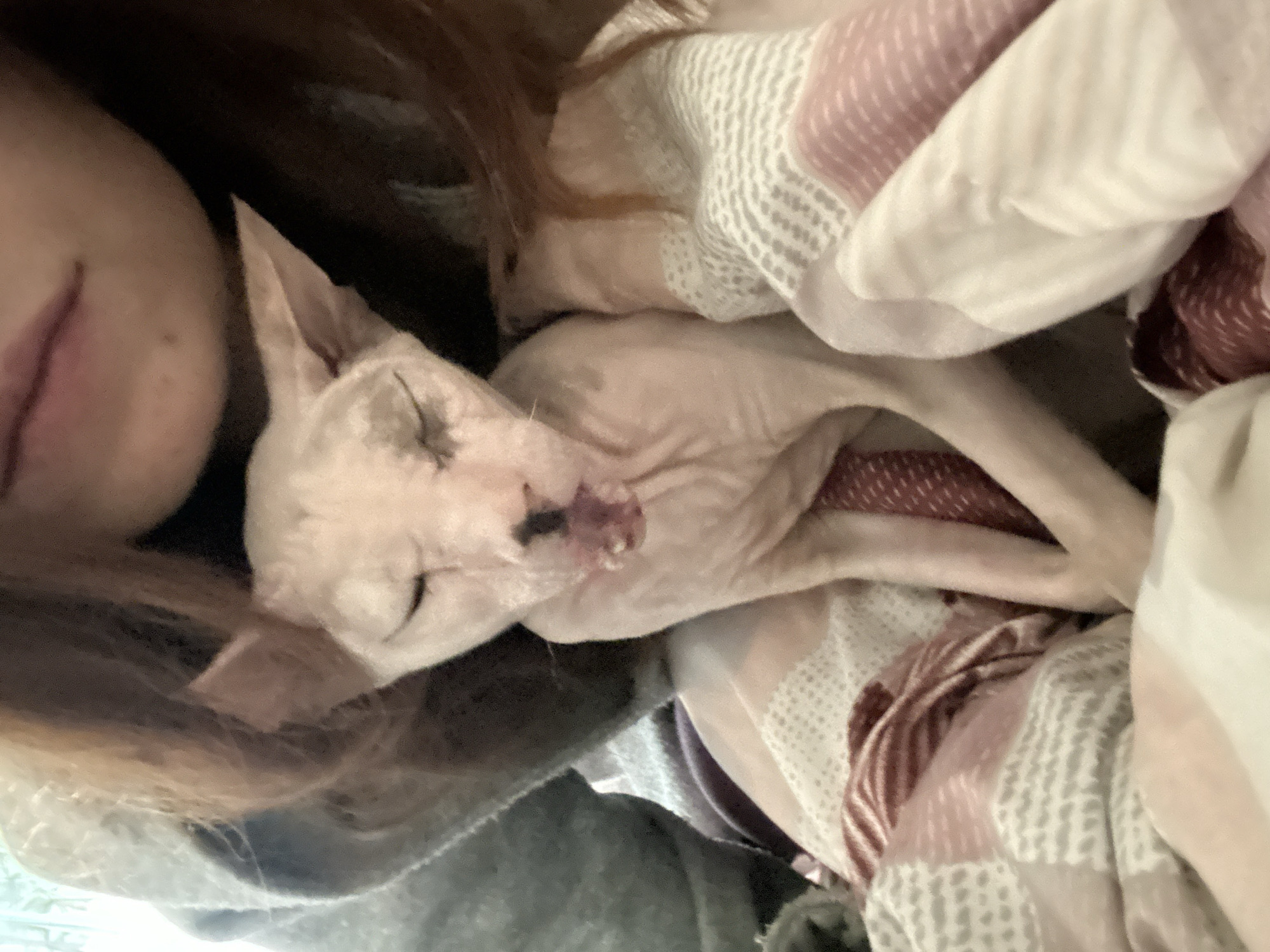This media file captures a close-up, top-down view of a person and a Sphynx cat nestled together. The cat is light-skinned and appears to be asleep or resting, with its eyes closed and mouth slightly open, possibly yawning. It is wrapped in a soft, patterned blanket that features a mix of white, pink, and maroon stripes and textures. The person's face is partially visible on the left side of the frame, with their lips subtly parted and their skin tone appearing fair. Long, reddish-brown hair from the person frames the scene, mingling with the cat and the blanket. The overall setting seems to be indoors, with a sense of warmth and comfort suggested by the soft fabrics and the intimate pose between the person and the pet. The lighting is dim, creating a cozy atmosphere. No text is visible in the image. The image conveys a feeling of affection and peacefulness.