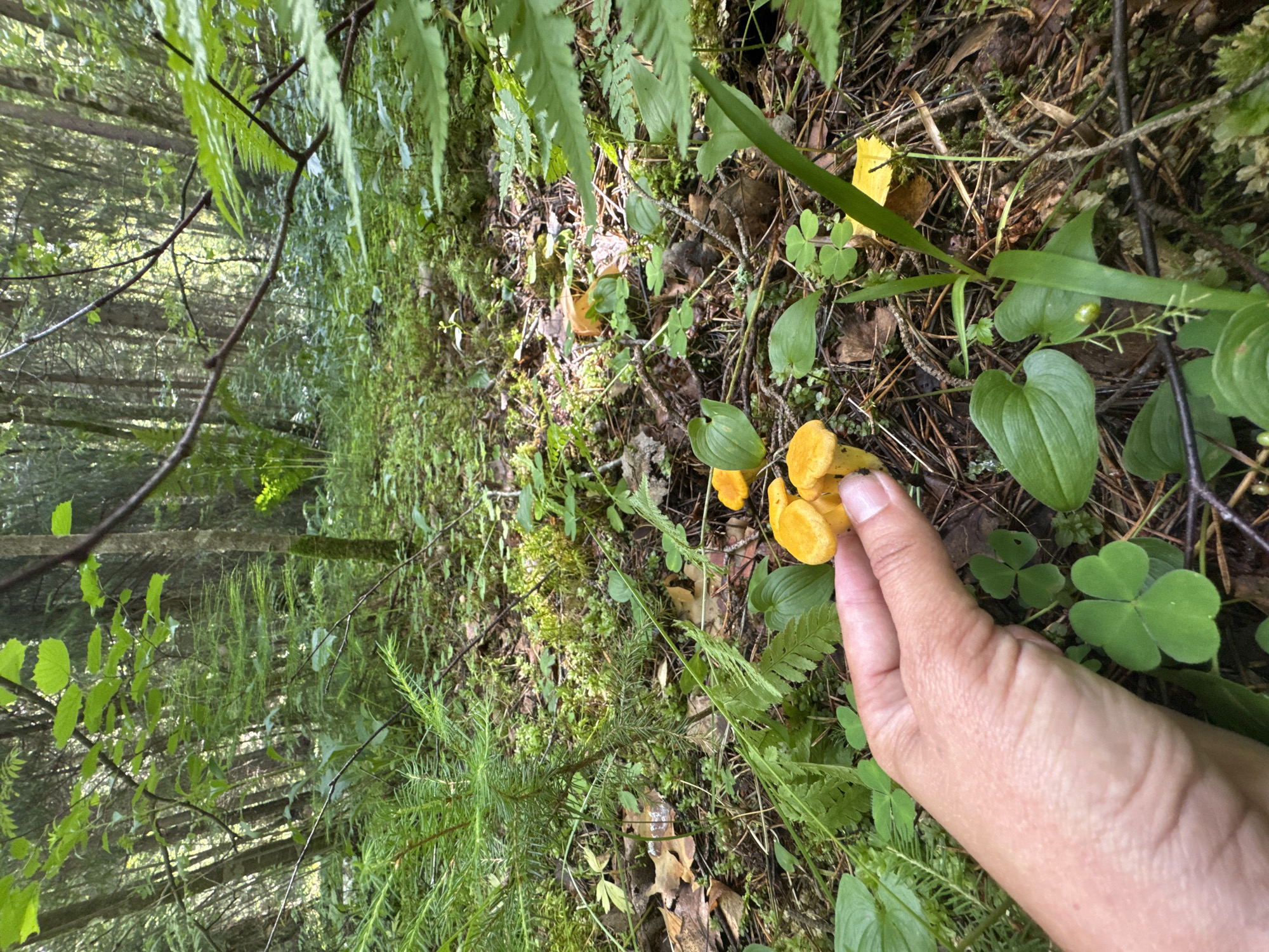 A person's hand is shown reaching for a cluster of small, bright orange mushrooms growing on the forest floor. The mushrooms are a bright, vibrant orange and appear to be chanterelles. They are growing among pine needles, dry leaves, and green clover-like plants. The background is a dense forest with trees, ferns, and moss. Sunlight filters through the trees, creating dappled light on the forest floor. The scene is set in the city of Zelonaya Dolina, Russia.