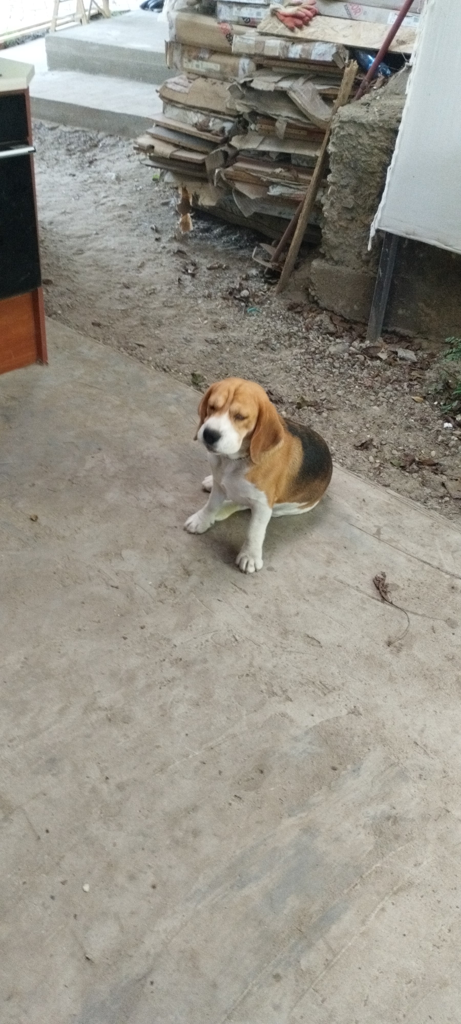 A young beagle dog sits on a concrete surface. The dog is tri-colored, with brown, black, and white markings. Its eyes are closed, and its head is slightly tilted. Behind the dog, a stack of worn cardboard boxes and wood scraps is piled high. To the left of the scene, a portion of a dark cabinet with a wooden trim is visible. The ground is a mix of concrete and dirt.