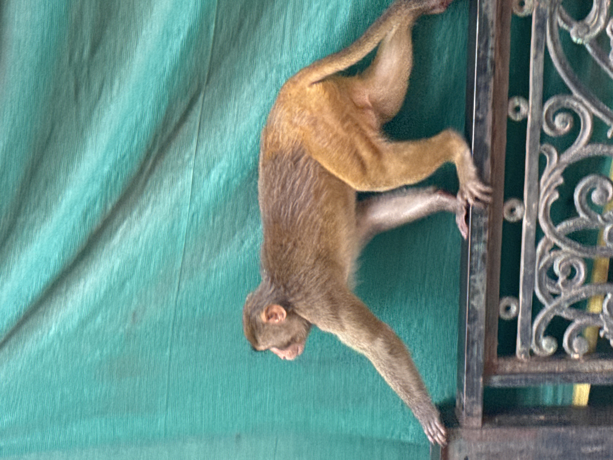 A medium shot, taken from a slightly low angle, captures a monkey walking horizontally across a dark metal railing in Rishikesh, India. The monkey, a macaque with brown fur, is facing left and its body is angled towards the viewer. Its left arm is extended forward, with its hand touching the railing, suggesting it is in motion. The background is a textured, teal-colored fabric, likely a screen or tarp, which is draped and creased, creating a sense of depth and movement. The railing itself is made of dark metal, with intricate scrollwork visible below the monkey's current position. The lighting is natural, highlighting the textures of the monkey's fur and the fabric. The overall scene is a snapshot of wildlife interacting with its urban environment in Rishikesh.