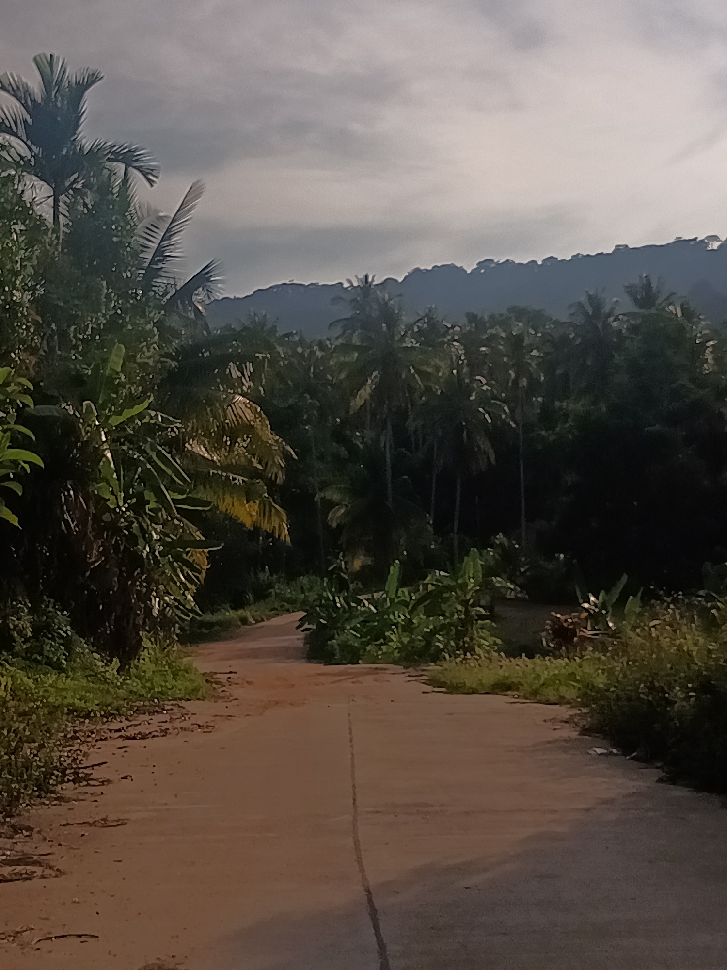 The image shows a paved road in Baan Thong Nang, Thailand, leading into a dense tropical forest. Lush vegetation, including banana trees and coconut palms, flanks both sides of the road. A mountain range is visible in the background beneath a cloudy sky. The road appears to be slightly overgrown, with vegetation encroaching on the edges. There are no people visible in the image.