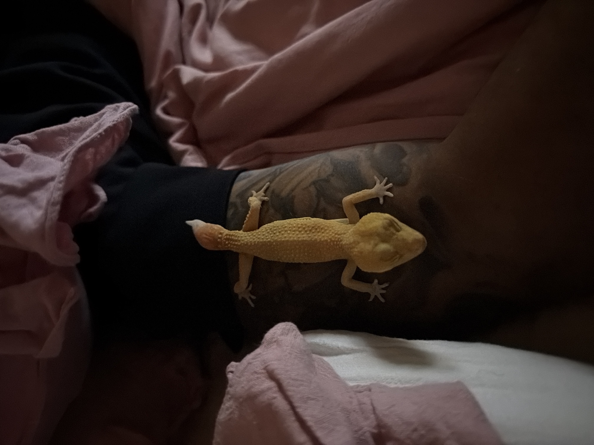 A light yellow and orange leopard gecko is resting on a person's tattooed limb. The gecko's eyes are mostly obscured or appear closed, and its tail has a distinct white tip. The limb, which appears to be a human arm or leg, is adorned with dark-toned tattoos. Surrounding the gecko and limb are various folds of fabric in black, pink, and white, suggesting bedding or clothing within an indoor setting. The lighting is dim, indicating it may be evening or nighttime. No specific activity is depicted other than the gecko lying still. The scene is located in Mengwi, Indonesia. There is no visible text.