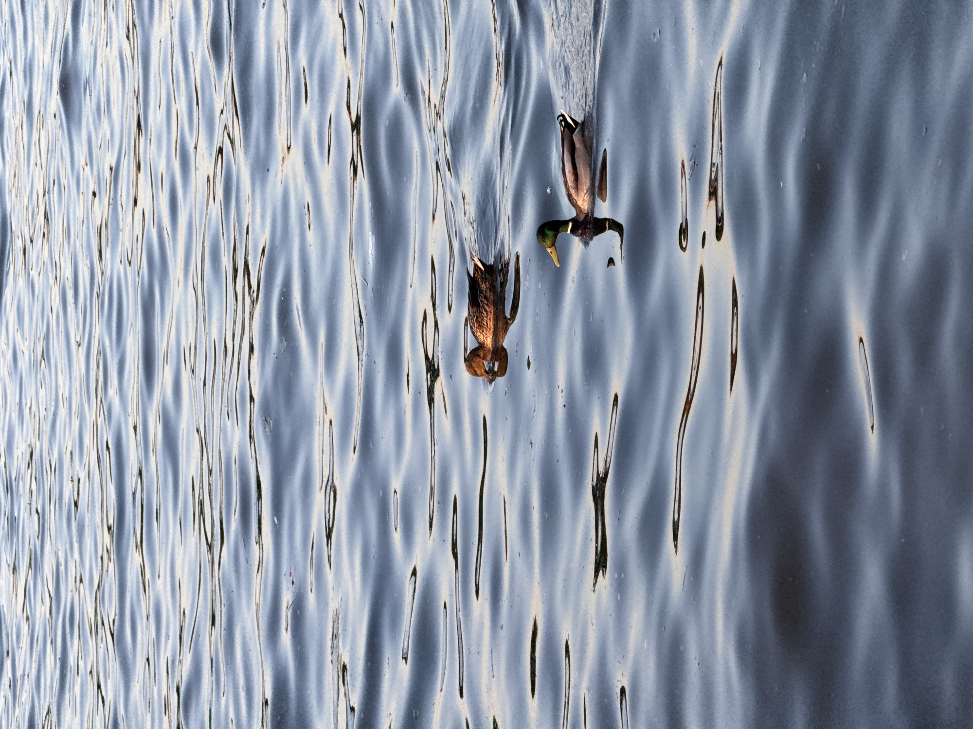 The image displays an aerial or overhead view of two ducks on a body of water, likely a lake or river in Moscow, Russia. The primary subjects are two ducks, oriented horizontally across the vertically presented frame.
One duck, recognizable as a mallard drake by its green head and brown body, is positioned on the right side of the frame, swimming and leaving a distinct wake. Its head appears partially submerged or angled downwards, suggesting it might be foraging or dabbling. To the left, a second duck, with brownish plumage, is also visible on the water's surface, its posture indicating movement or a similar foraging activity.
The scene is dominated by the water, which exhibits a highly textured and reflective surface. Numerous elongated ripples and light streaks crisscross the water, creating an abstract pattern of light and shadow, with shades ranging from bright white and pale blue to darker gray and indigo. These reflections suggest a bright, daytime setting, with light sources (likely the sky) reflecting off the undulating water. The water's surface appears calm enough to allow for clear reflections and distinct patterns, yet active enough to show movement from the ducks. No human activity or visible text is present.