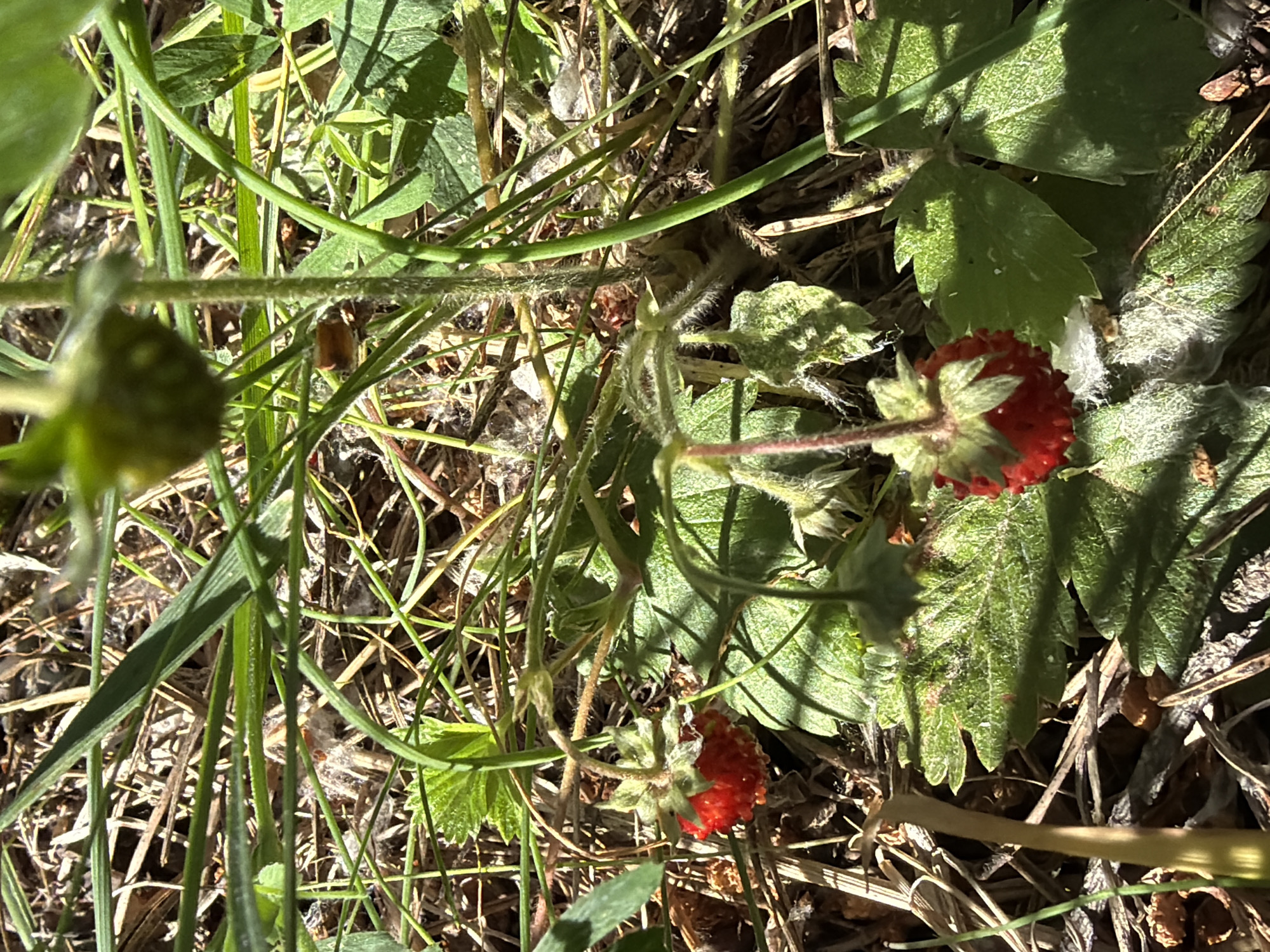 In a close-up, sun-dappled shot, wild strawberries grow amongst dry grass and green leaves. A single ripe red strawberry hangs from a thin stem, its surface dotted with seeds. Above it, a smaller, unripe green berry is visible. The ground is covered in a mix of dry, straw-like debris and patches of white, fuzzy mold. The image focuses on the detailed textures of the plants and the forest floor, suggesting an outdoor environment in a natural setting.