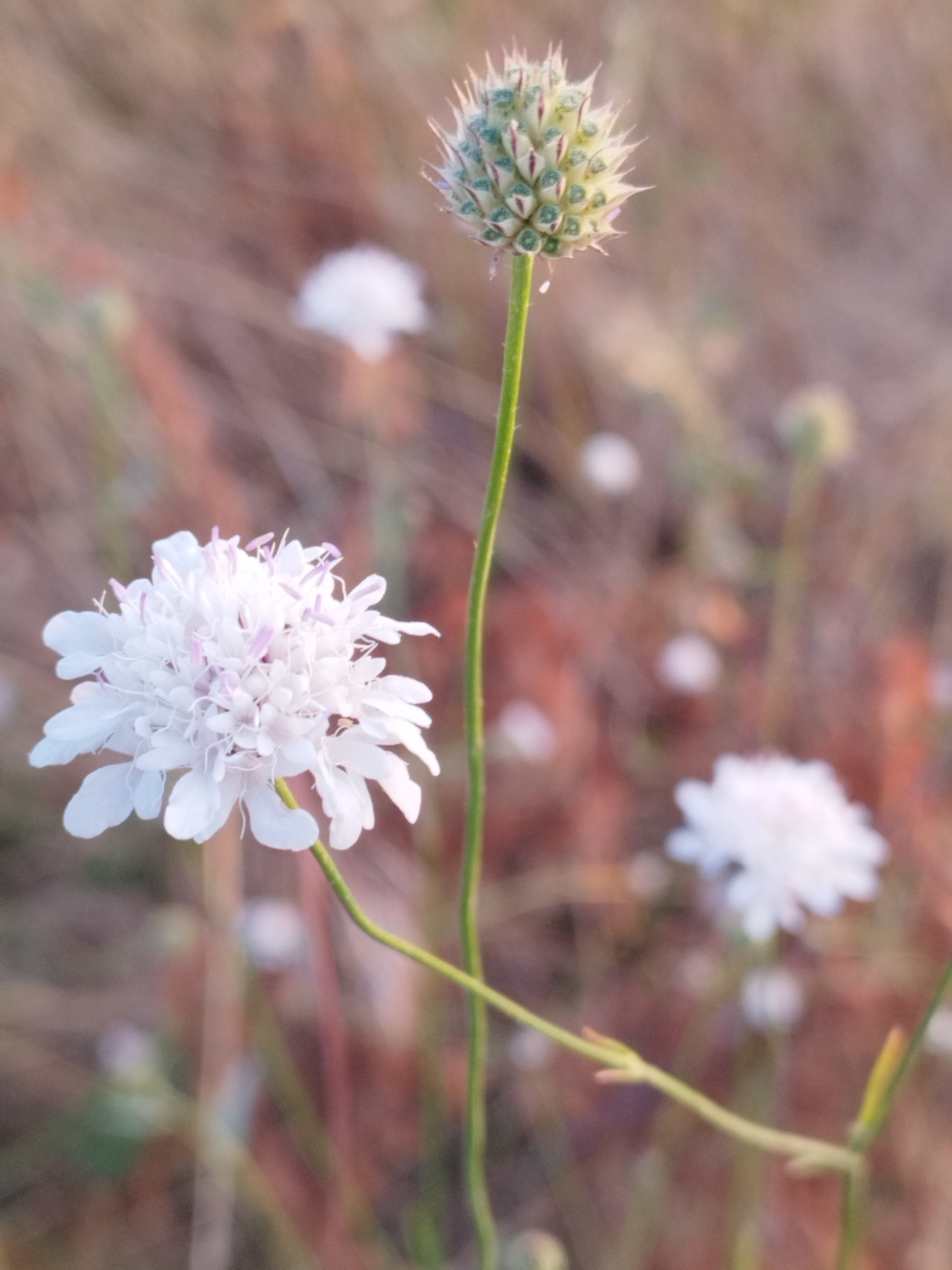 This image, captured in Vidra, Romania, features a close-up of a white pincushion flower (Scabiosa) with delicate purple stamens. The flower is in focus, with its intricate petals and fuzzy center clearly visible. Behind it, a single green stem rises, topped by a developing bud with a spiky appearance. The background is softly blurred, revealing dry, brown grass and out-of-focus white flowers, creating a warm, natural atmosphere. The lighting suggests it was taken during golden hour, with soft, diffused light casting a gentle glow on the scene. There are no people or animals present in the image.