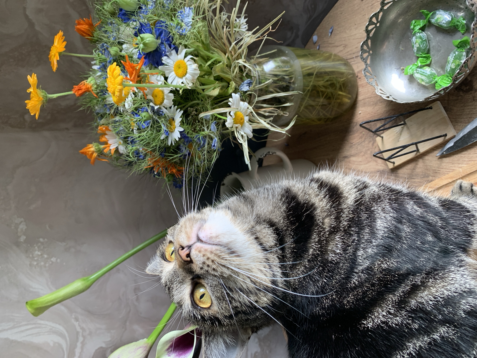 A close-up, eye-level shot captures a tabby cat looking upwards and to the right. The cat has striking yellow eyes with dark pupils and a distinctive striped fur pattern in shades of brown, black, and gray. Its whiskers are long and white, fanning out from its nose.
To the right of the cat, a vibrant bouquet of wildflowers is displayed in a clear glass vase filled with water. The bouquet features a variety of colorful blooms, including yellow daisies with white petals, orange calendula flowers, and delicate blue cornflowers. Green grass-like foliage and stems fill the vase, adding to the natural, wild aesthetic.
On a wooden surface in the foreground, to the right of the cat, sits a decorative silver bowl containing several individually wrapped green candies. Next to the bowl is a small, unfinished wooden object resembling a miniature swing set. A portion of a metal object, possibly a knife or scissors, is visible in the bottom right corner of the frame. The background consists of a textured wall with a marble-like pattern in shades of beige and gray. The lighting suggests an indoor setting, possibly a home, with the light source positioned above and to the left of the scene.