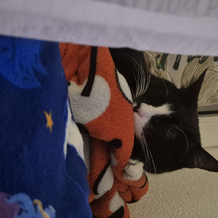 A black and white tuxedo cat is depicted resting indoors. The cat's eyes are closed, with its head nestled into an orange plush item, which appears to be a stylized fox-shaped blanket or toy. A white paw is visible resting on the orange item. Beneath the orange item, a blue blanket features a single yellow star and indistinct light blue stylized shapes. A white vertical panel partially obscures the left side of the scene. The background behind the cat includes a patterned textile with light-colored leaf or foliage motifs, set against a textured, light-toned wall. There is no visual information present within the image to establish a specific location within the city of Strasbourg, France.