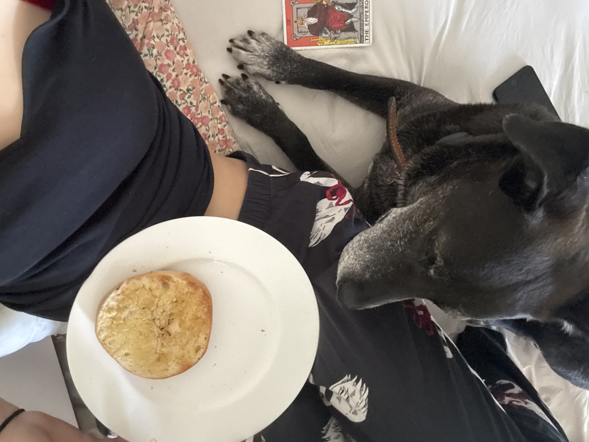 The image shows a person in bed with a dark-colored dog. The person is wearing dark-colored pants and has a plate with a pastry on it. A tarot card ("The Emperor") and a cell phone are also visible on the bed. The location is likely a private residence, but without more information, a specific location in New York City cannot be determined.