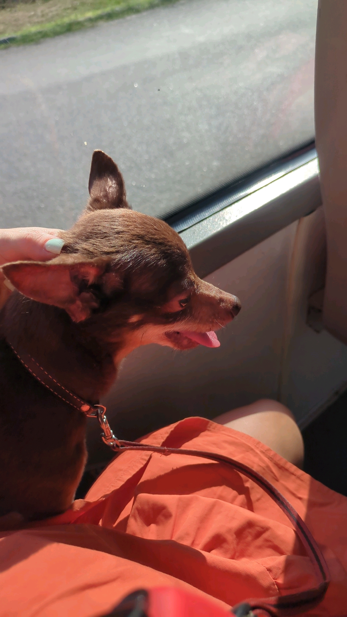 A small, brown dog with large ears and its tongue sticking out is being petted by a hand with light blue nail polish. The dog is wearing a brown collar and leash. The dog appears to be in a vehicle, possibly a car, as suggested by the window and the interior of the vehicle visible in the background. The dog's owner is wearing an orange garment. The scene suggests a comfortable, casual outing, possibly on a sunny day given the lighting. The exact location in Chișinău, Moldova, cannot be determined from the image alone.