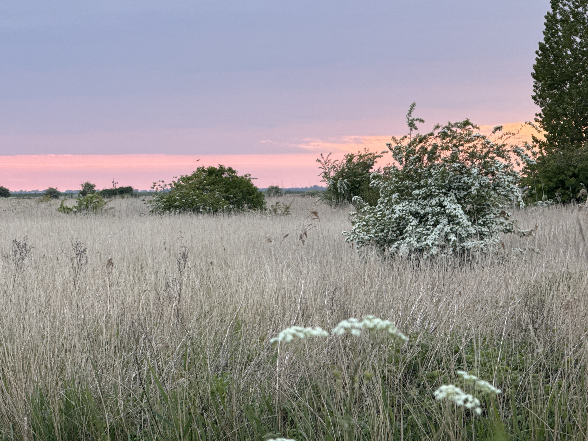 A landscape scene in Great Yarmouth, United Kingdom, shows a field of tall, dry grass stretching towards the horizon under a pink and purple sky. Several bushes and trees are scattered across the field. In the foreground, white wildflowers are visible.