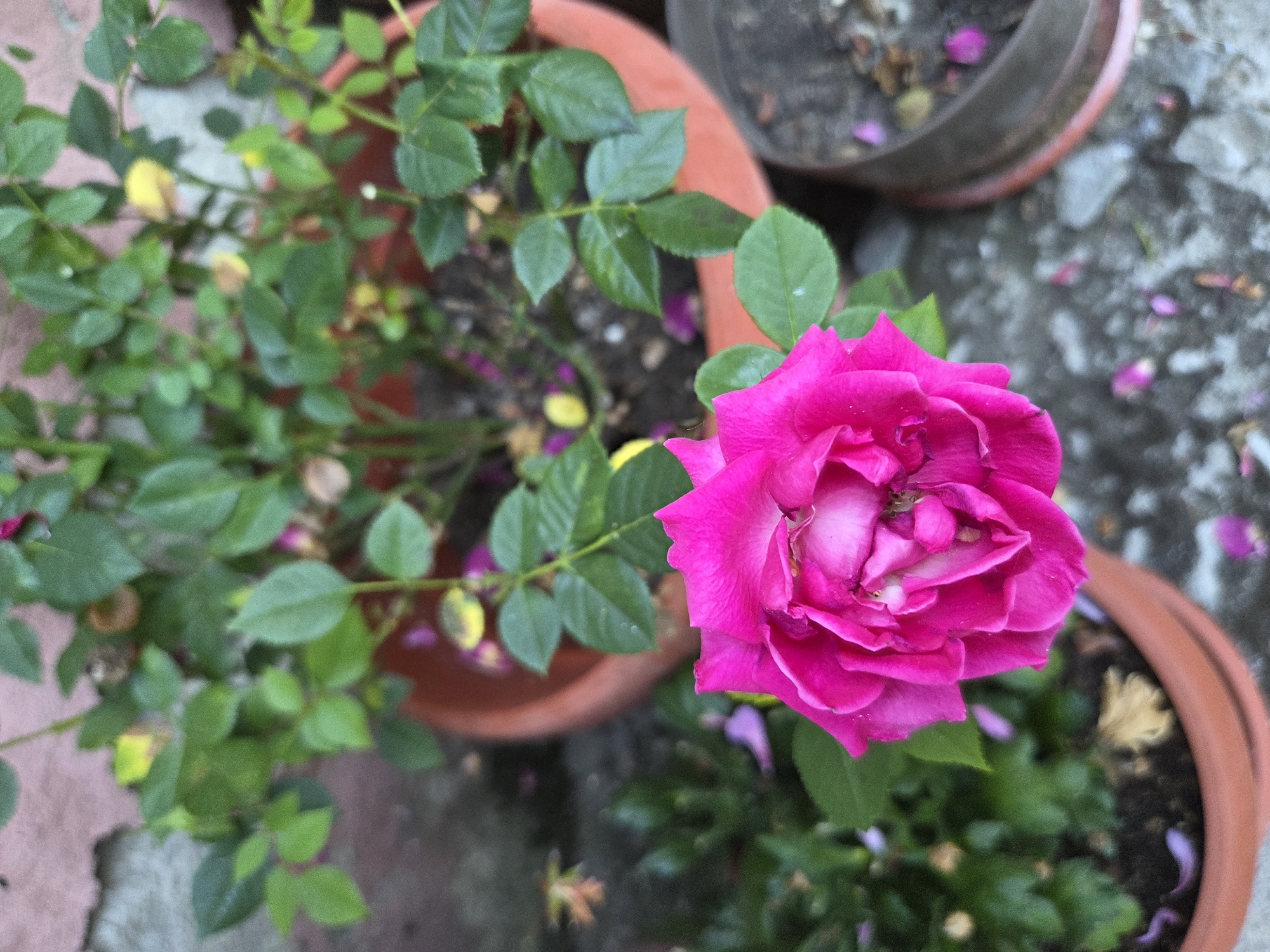 A close-up, overhead shot focuses on a vibrant pink rose in bloom, its petals layered and slightly unfurled. The rose is the primary subject, positioned in the lower center of the frame. Behind the rose, a plant with lush green leaves is visible, potted in a terracotta-colored container. The background shows a textured, possibly concrete or stone surface with scattered fallen pink petals and some dried brown leaves. To the right of the rose, another potted plant, darker and less distinct, is partially visible. The overall setting appears to be outdoors, possibly a garden or balcony. There are no people or animals present in the image. The lighting is natural, casting soft shadows. The scene is located in Marinka, Bulgaria.